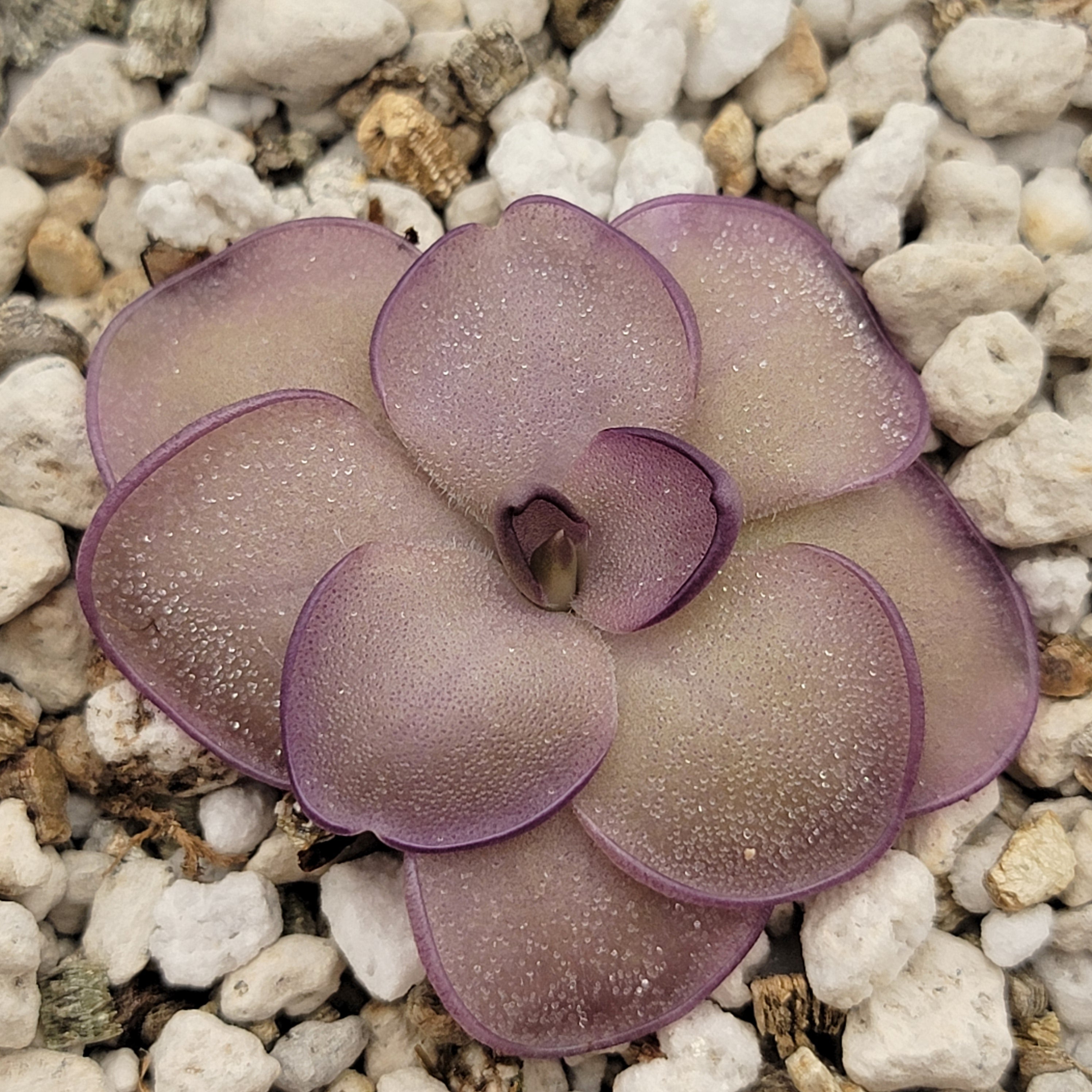 Pinguicula "Leilani" -Butterwort- -Butterworts -Rainbow Carnivorous Plants LLC