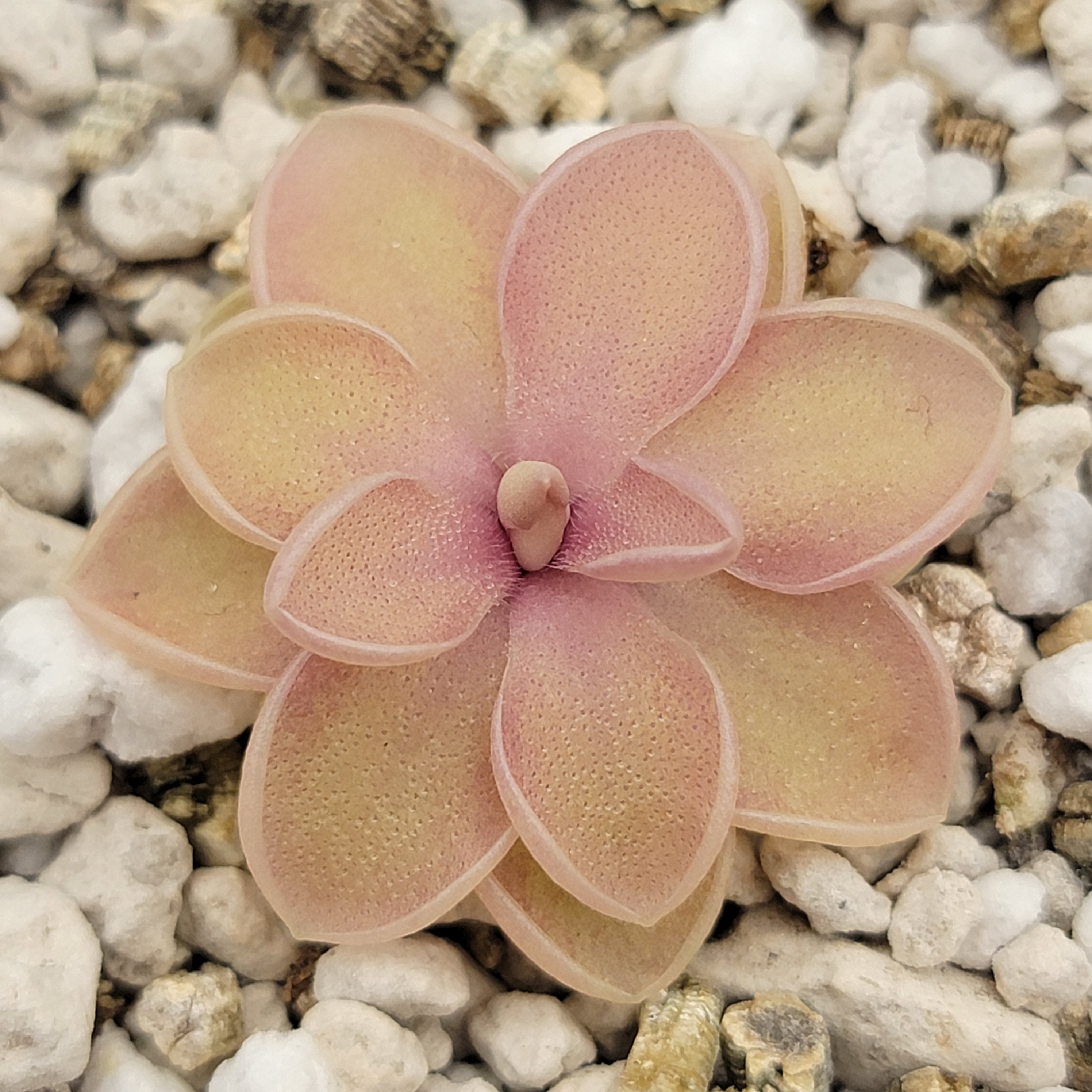 Pinguicula emarginata x jaumavensis -Butterworts -Rainbow Carnivorous Plants LLC