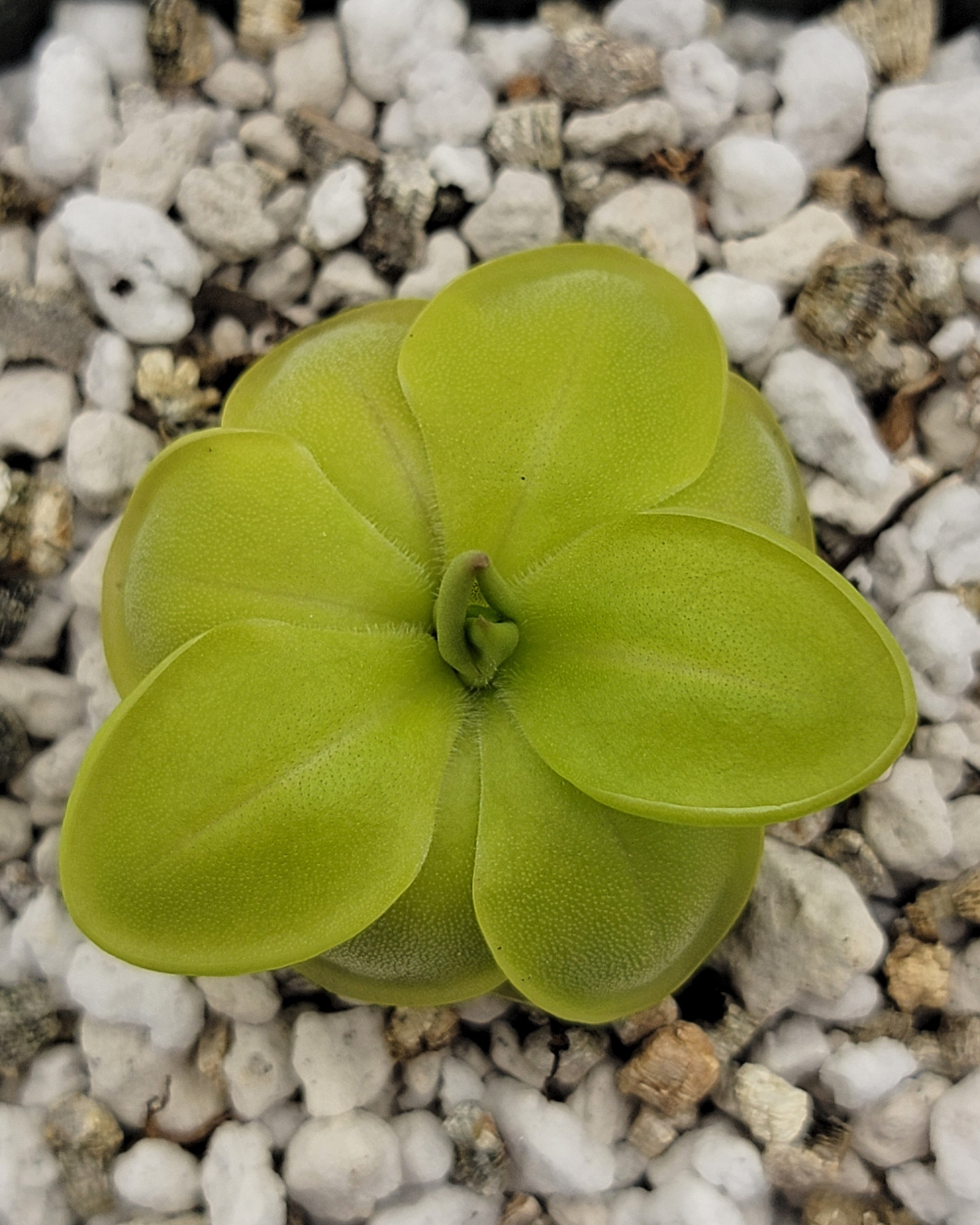 Pinguicula zecheri -Butterworts -Rainbow Carnivorous Plants LLC