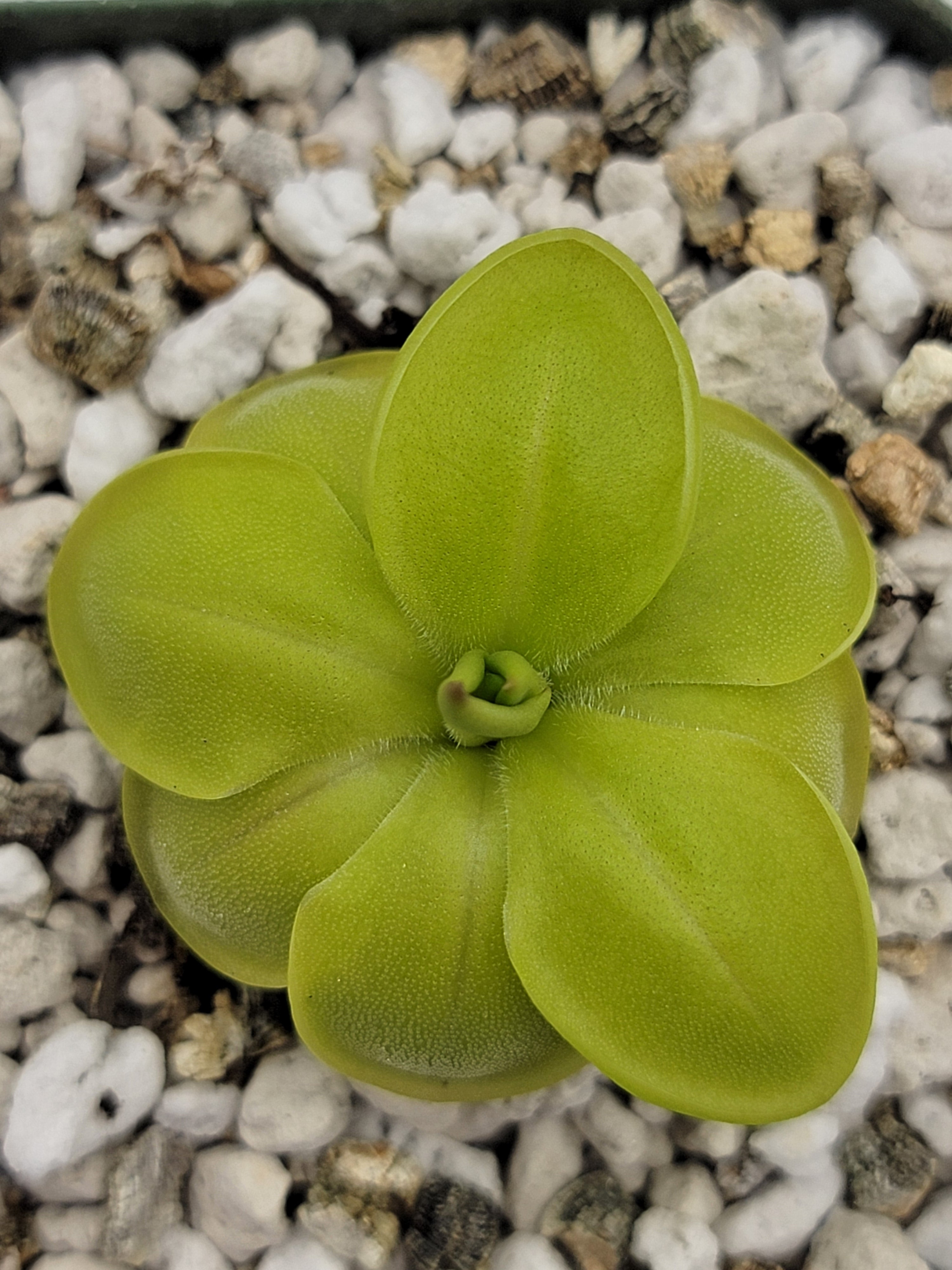 Pinguicula zecheri -Butterworts -Rainbow Carnivorous Plants LLC