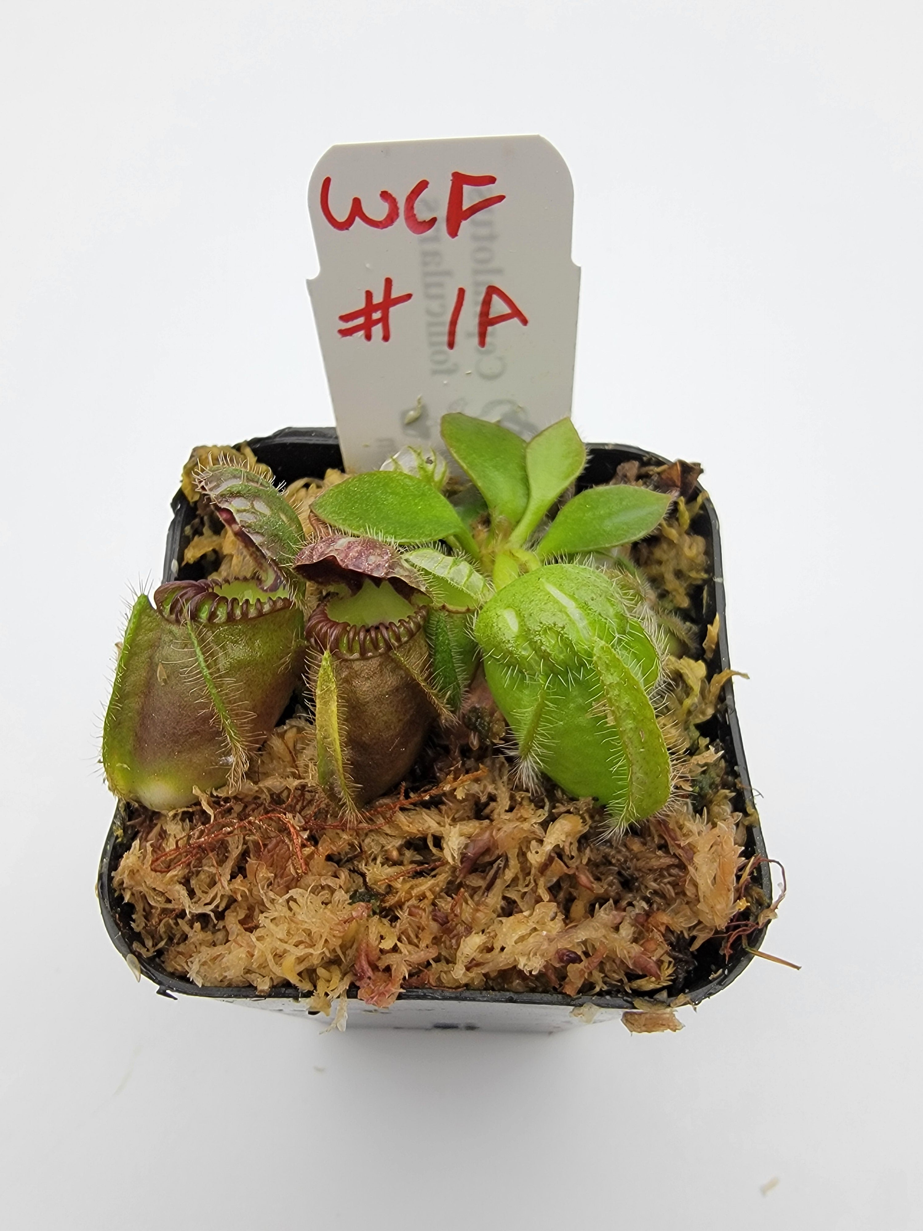 Cephalotus follicularis WCF (1A-16A) - Rainbow Carnivorous Plants LLC