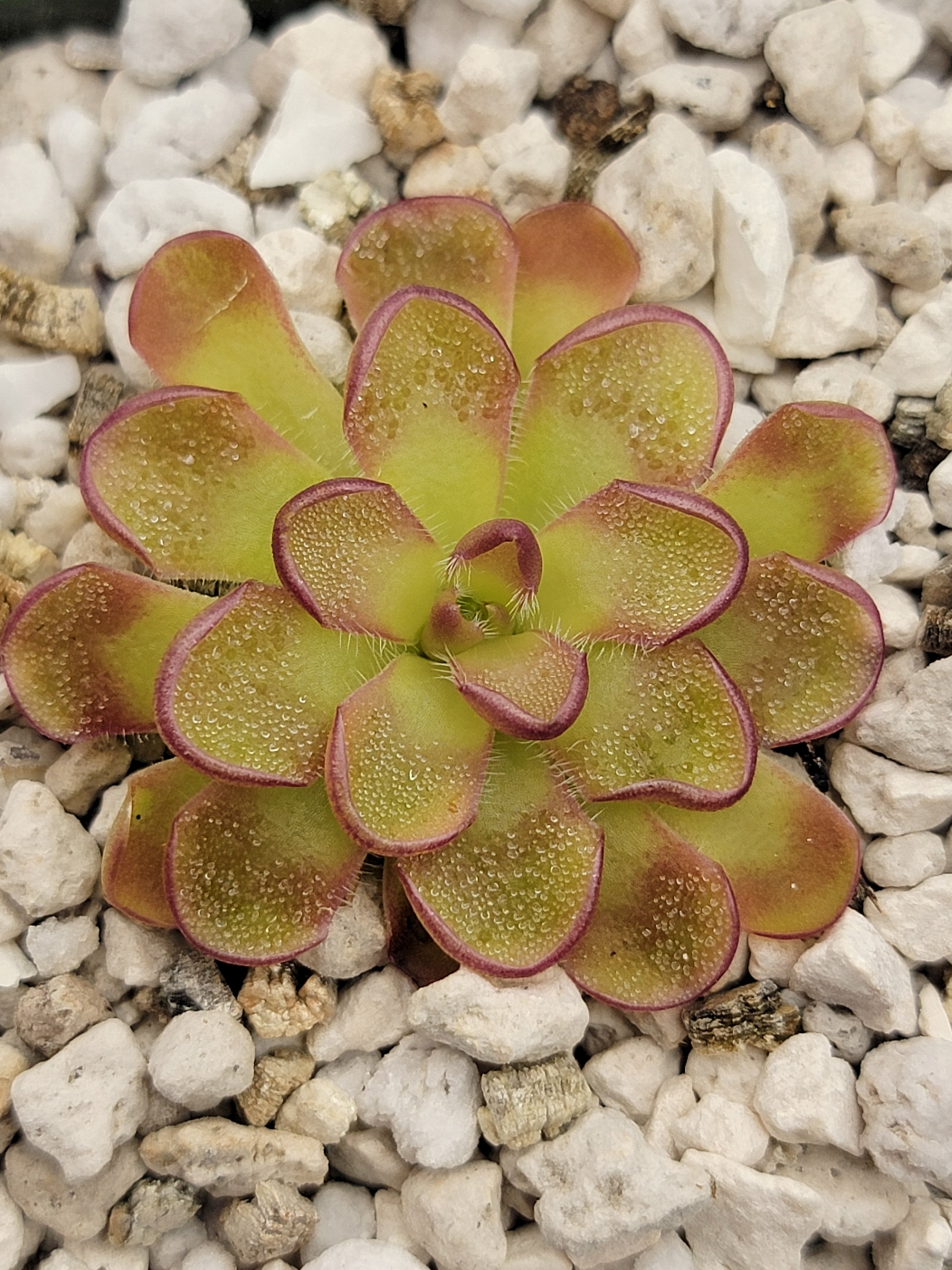 Pinguicula kondoi -Butterworts -Rainbow Carnivorous Plants LLC