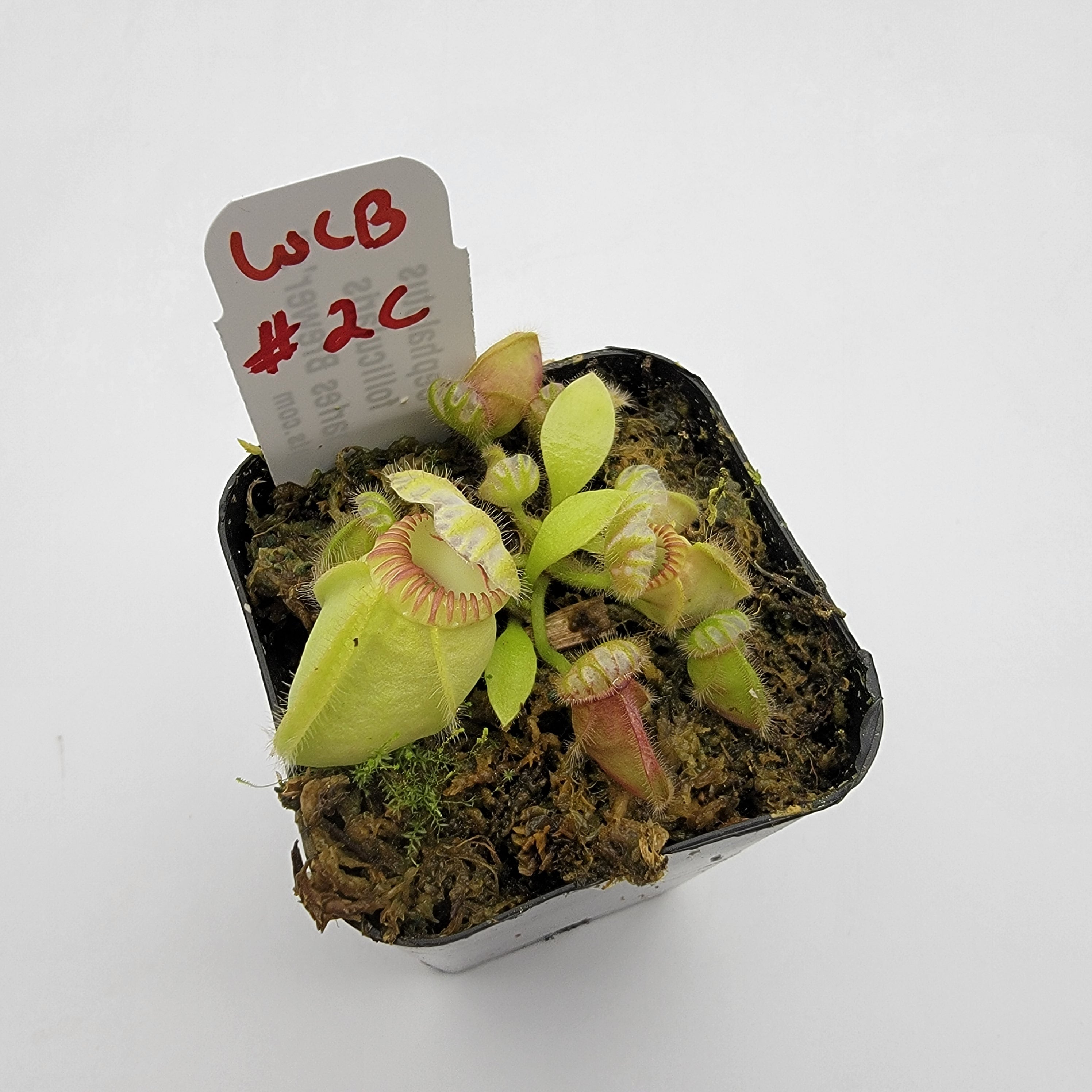 Cephalotus follicularis "Charles Brewer's" clone WCB (1C-16C) - Rainbow Carnivorous Plants LLC