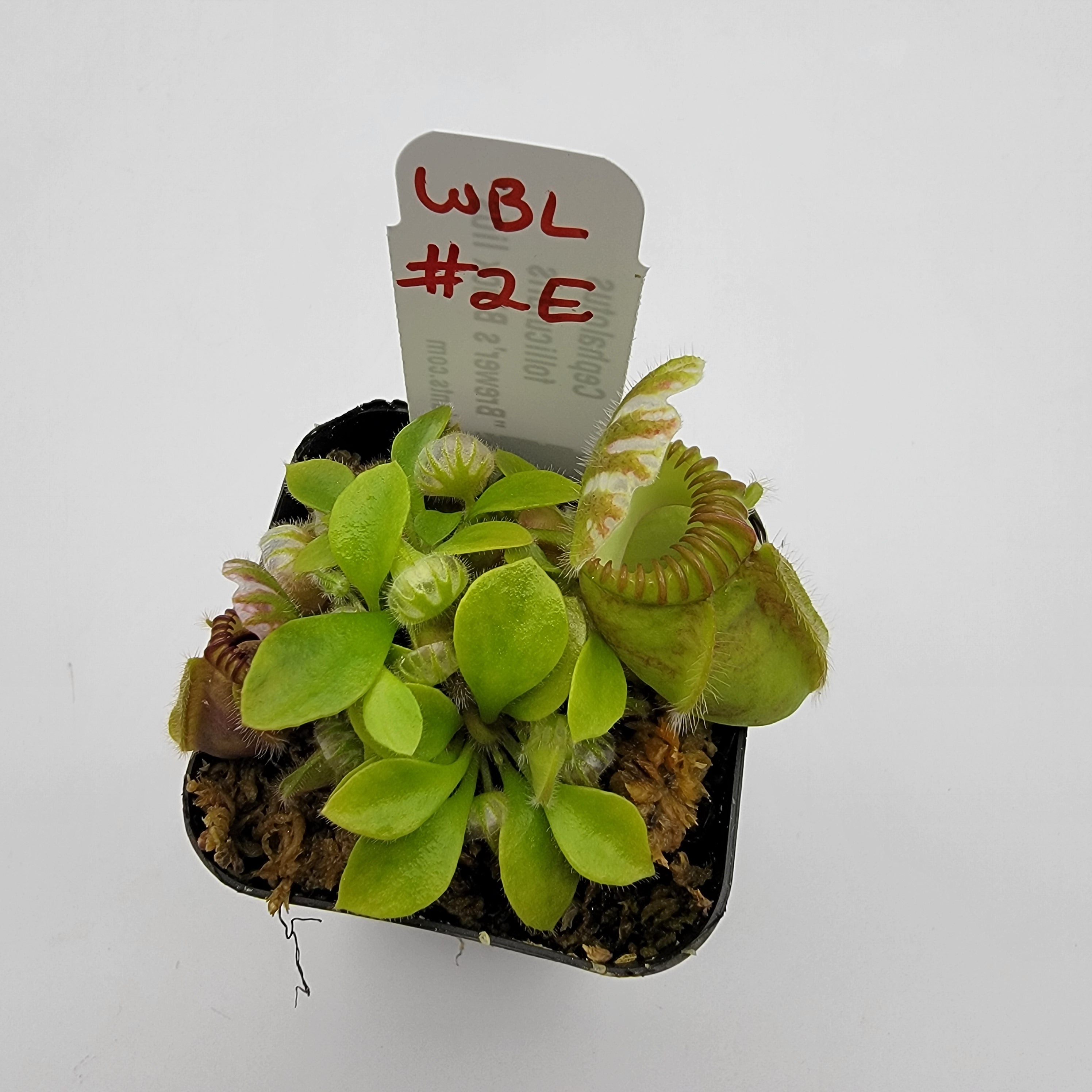 Cephalotus follicularis "Brewer's Black Lids" WBL-(1E-10E) - Rainbow Carnivorous Plants LLC