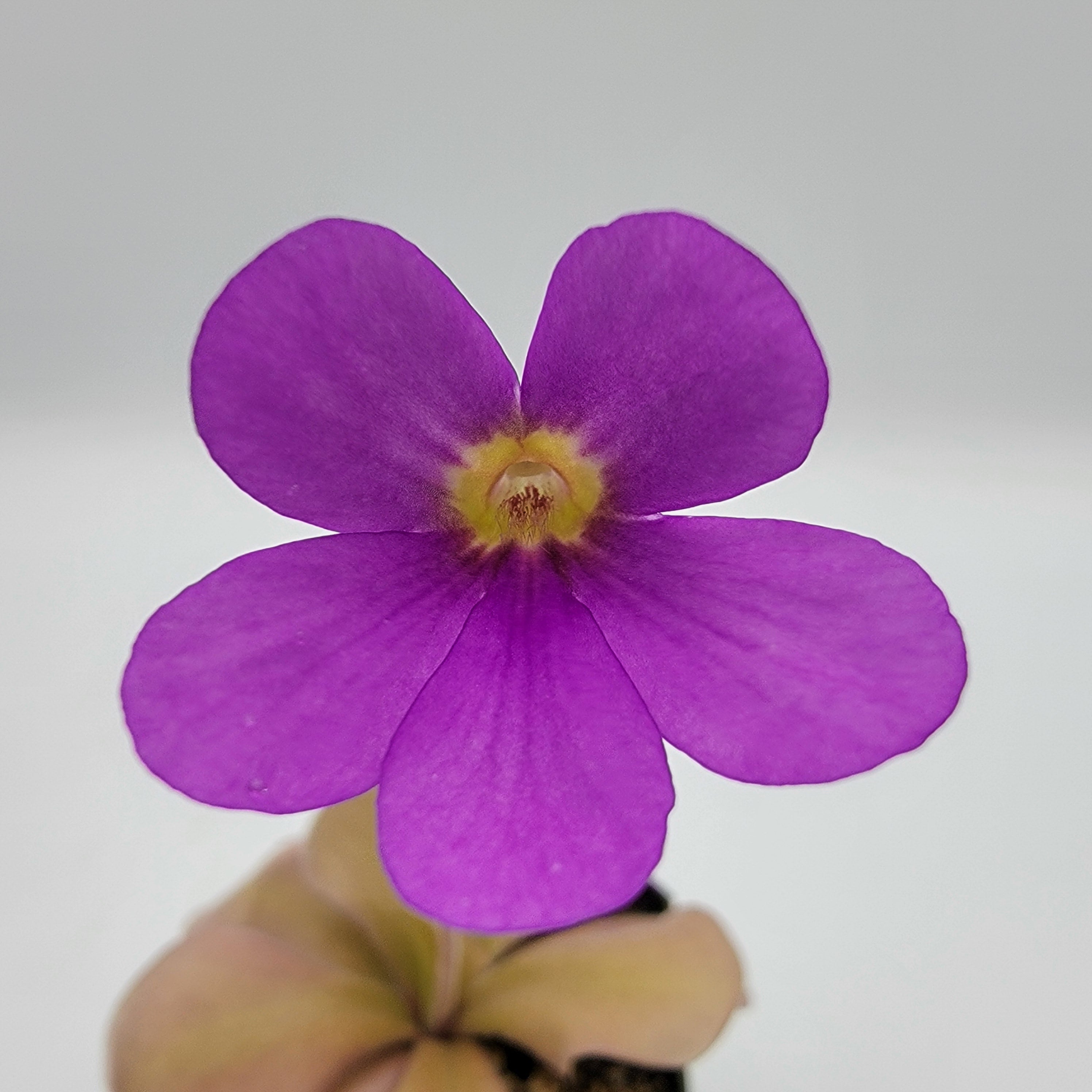 Pinguicula gigantea red x zamudioana -Butterworts -Rainbow Carnivorous Plants LLC