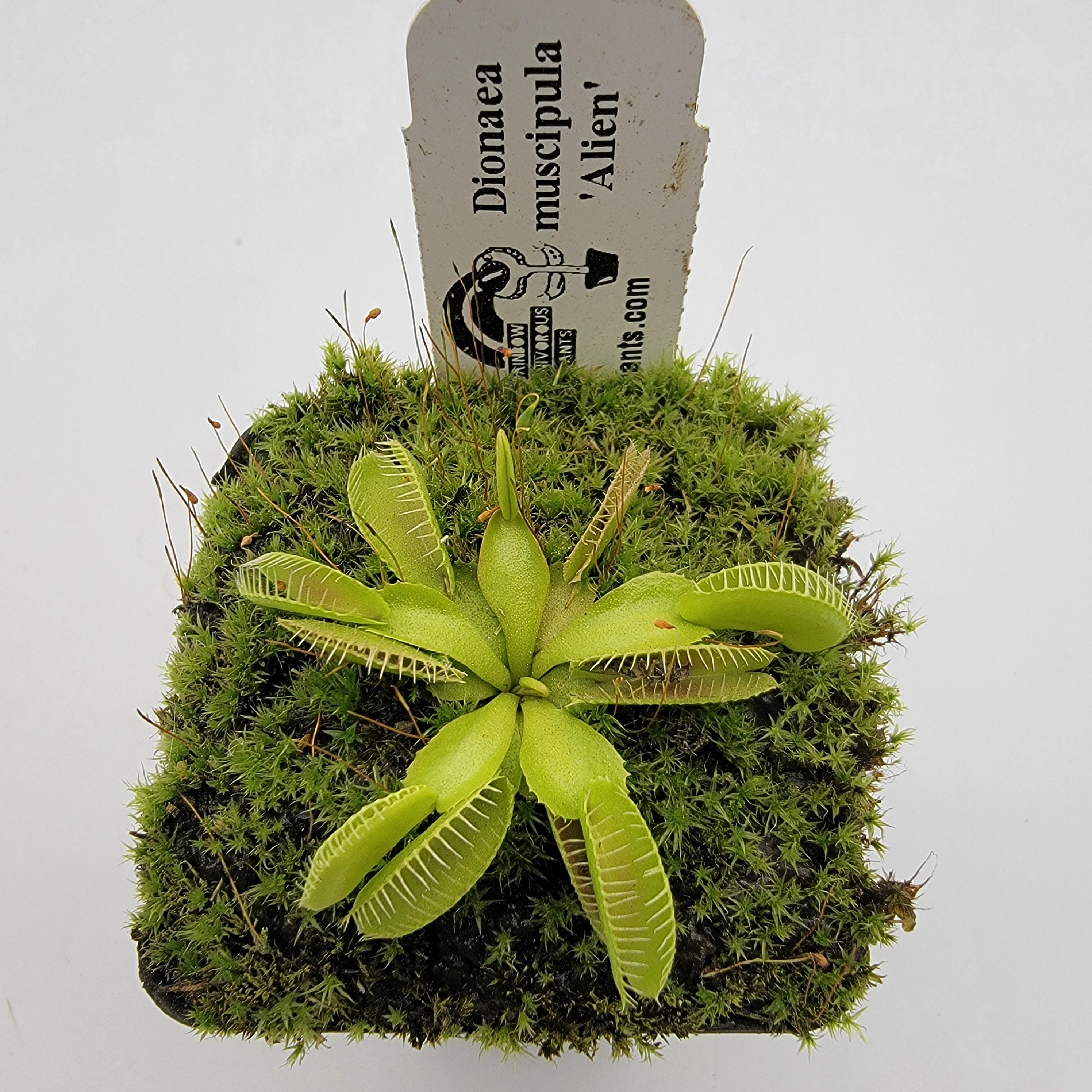 Venus flytrap (Dionaea muscipula) 'Alien' - -Rainbow Carnivorous Plants LLC