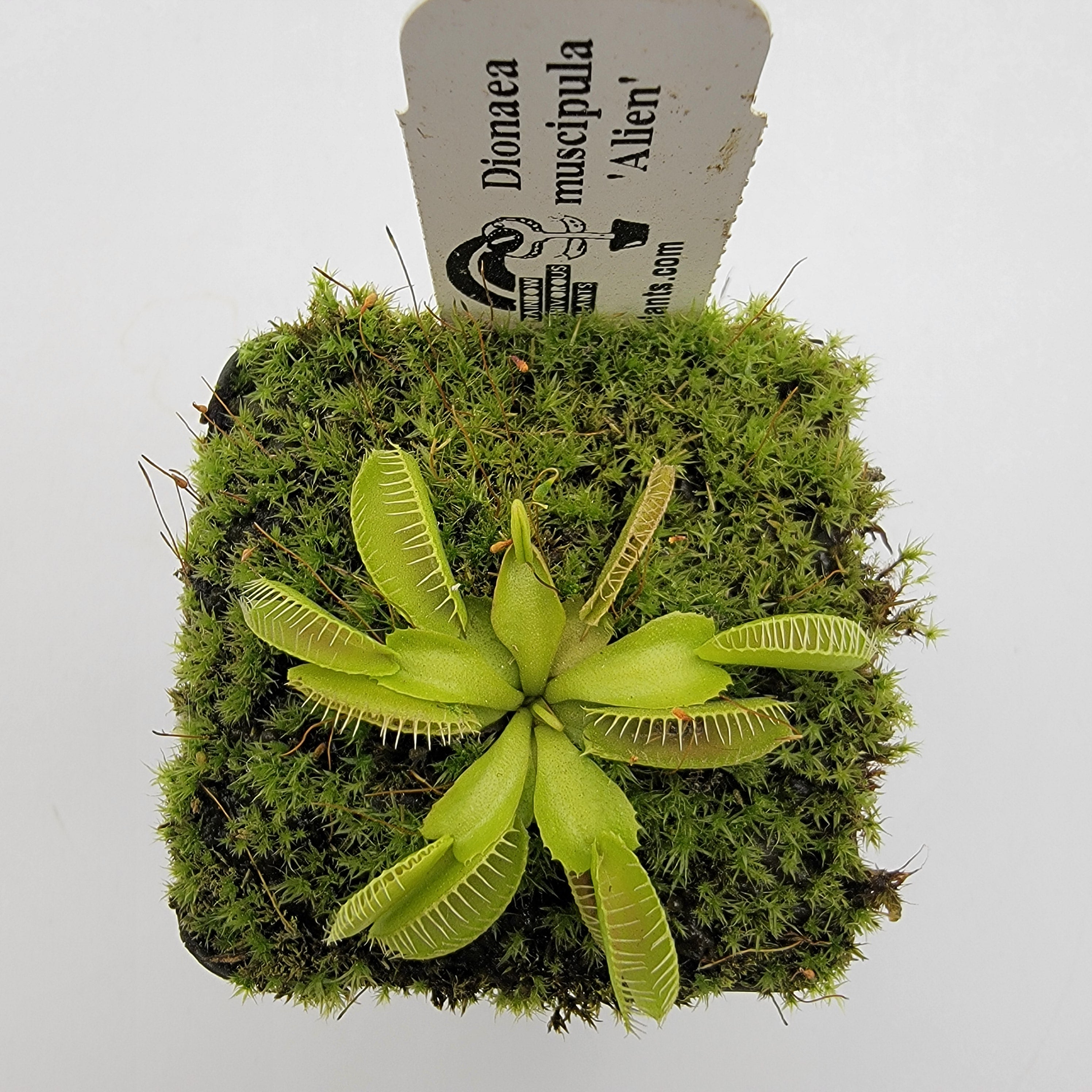 Venus flytrap (Dionaea muscipula) 'Alien' - -Rainbow Carnivorous Plants LLC