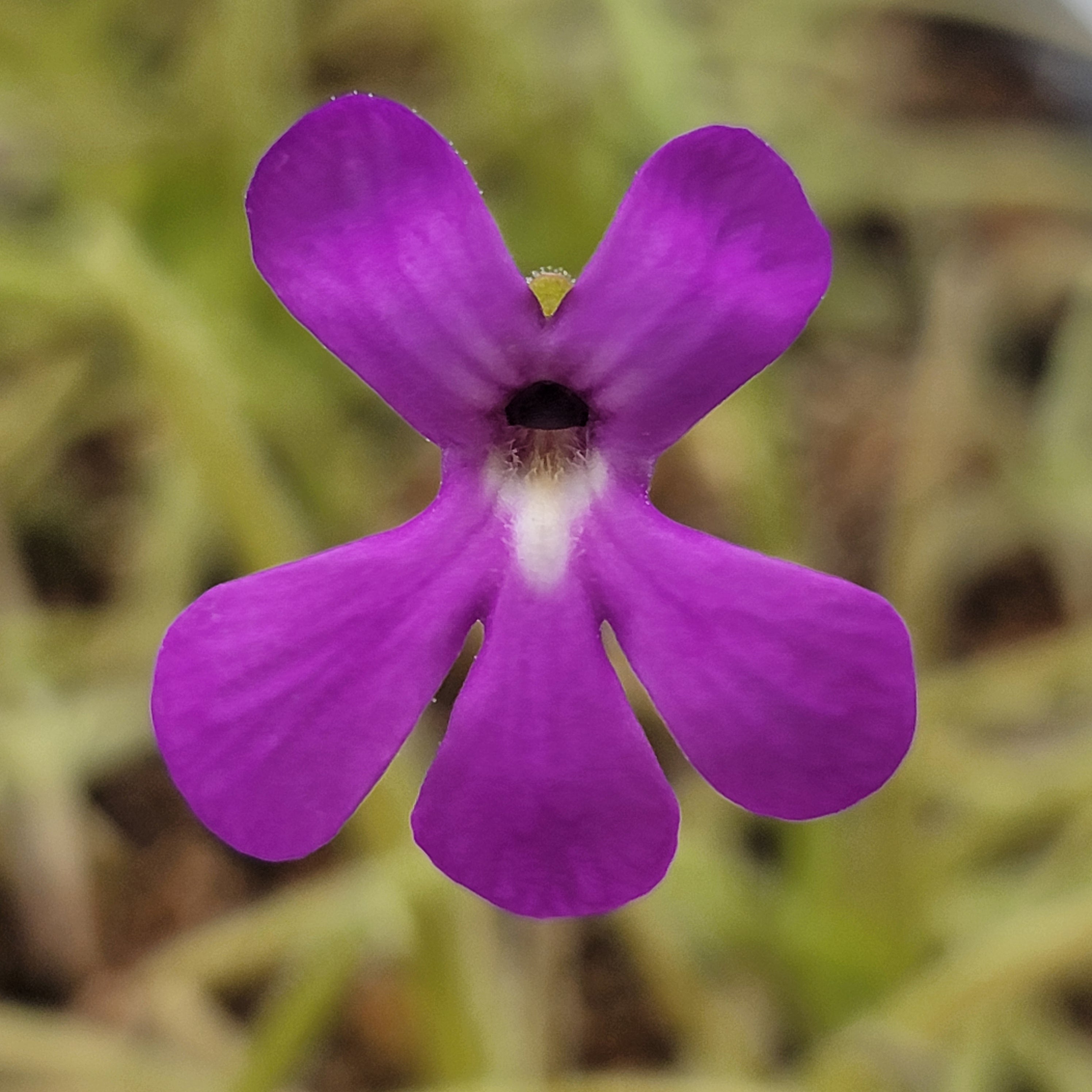 Pinguicula gypsicola x moctezumae -Butterworts -Rainbow Carnivorous Plants LLC