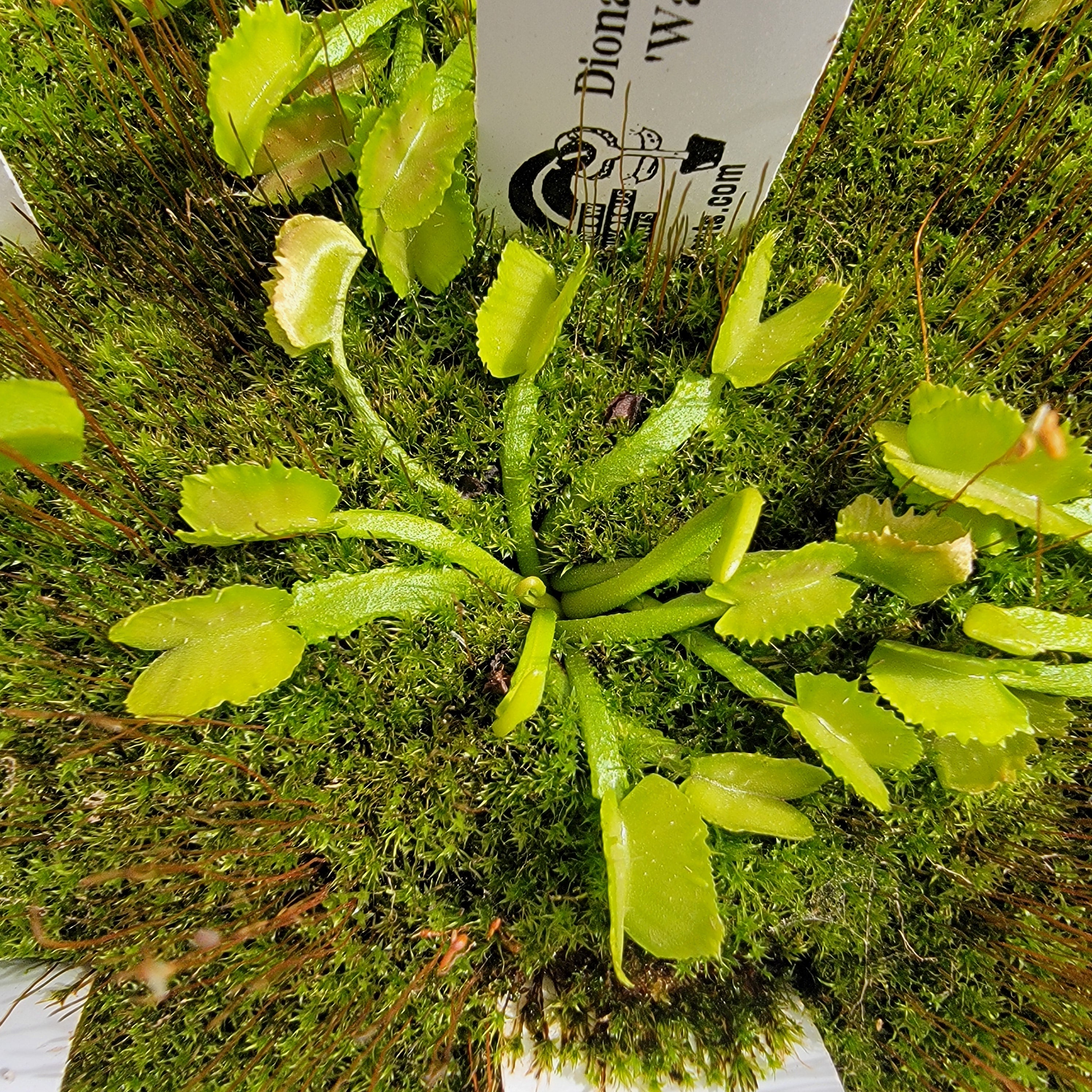 Venus flytrap (Dionaea muscipula) 'Wacky Traps' - -Rainbow Carnivorous Plants LLC