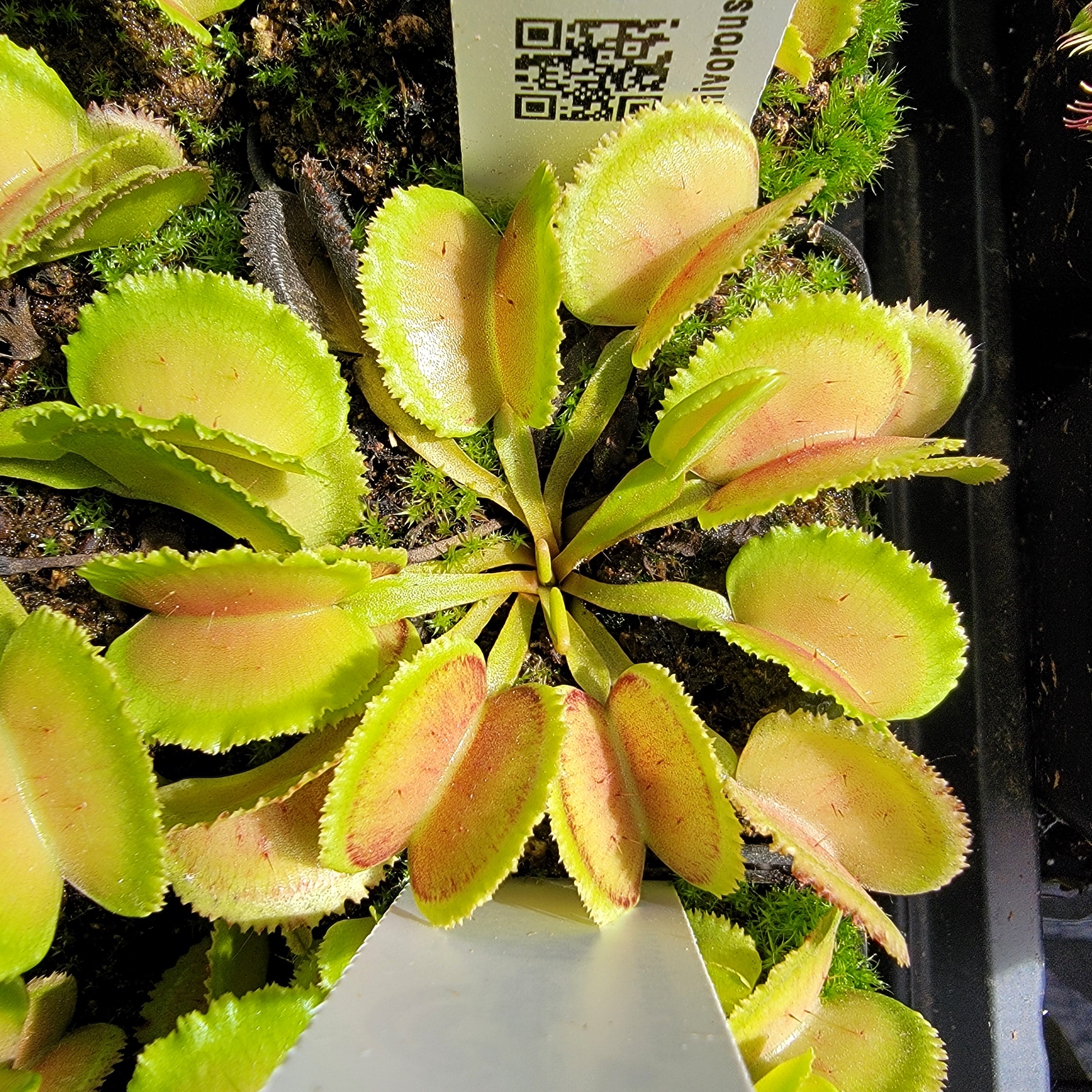 Venus flytrap (Dionaea muscipula) โWhaleโ - -Rainbow Carnivorous Plants LLC