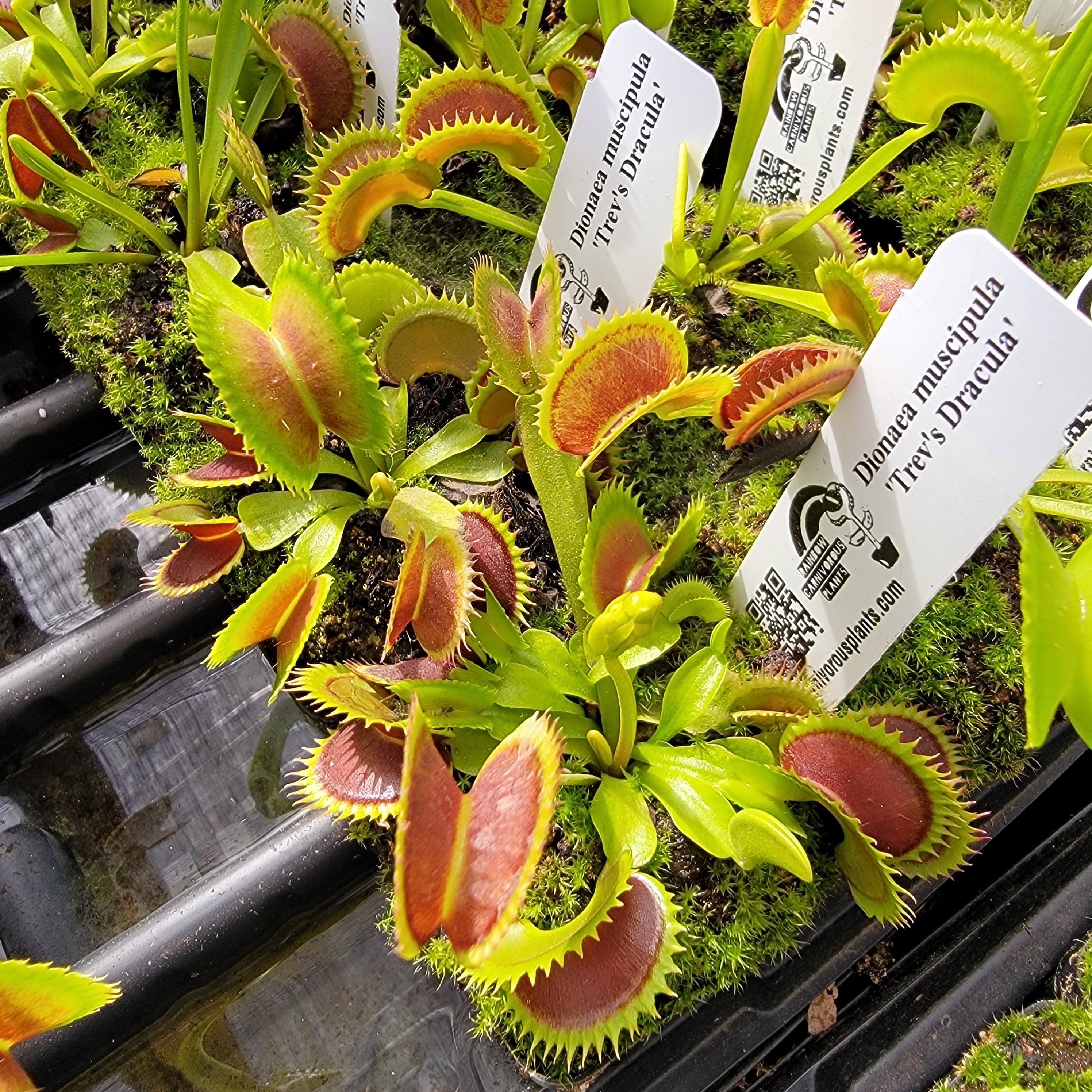 Venus flytrap (Dionaea muscipula) 'Trev's Dracula' -Venus flytrap -Rainbow Carnivorous Plants LLC