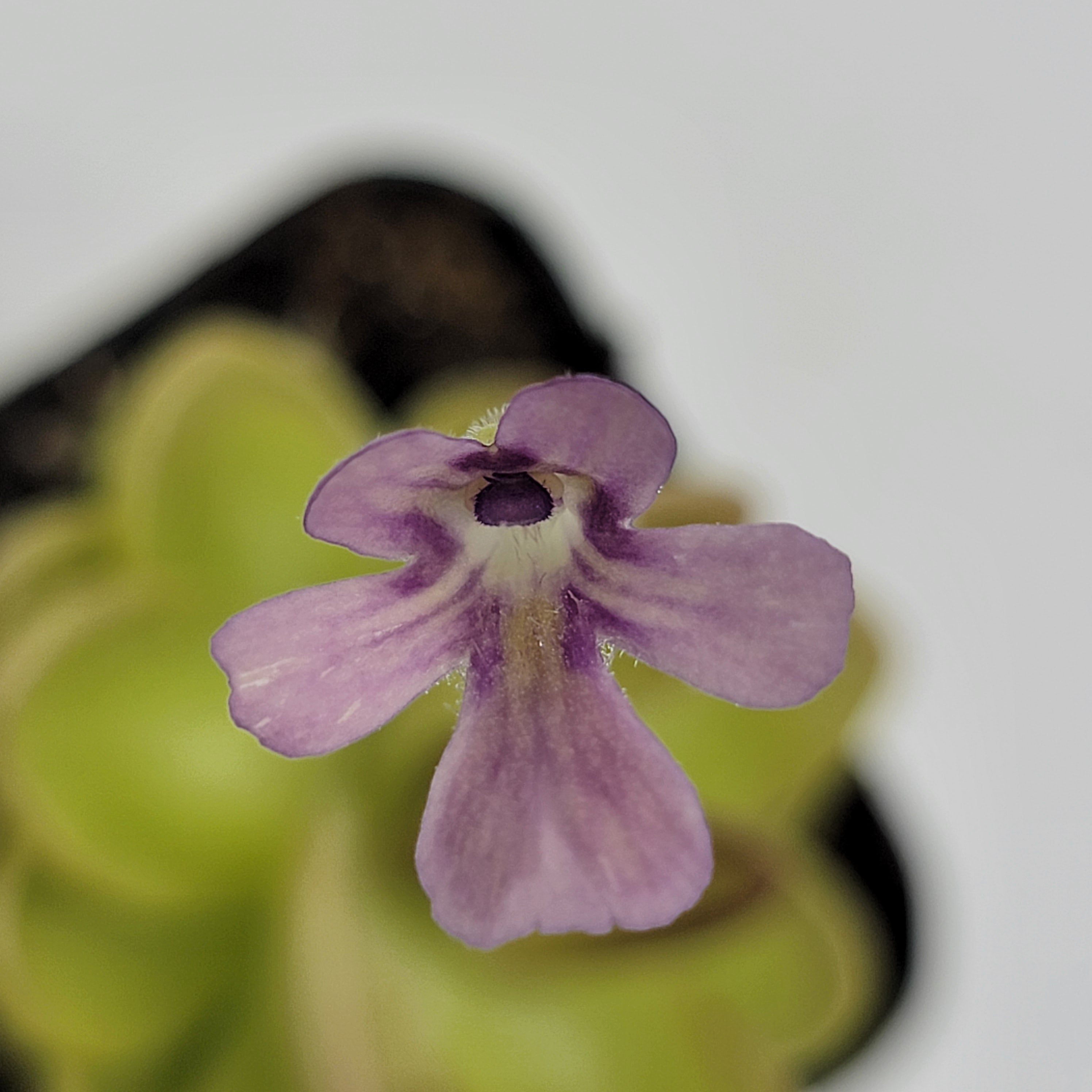 Pinguicula gracilis x laueana -Butterworts -Rainbow Carnivorous Plants LLC
