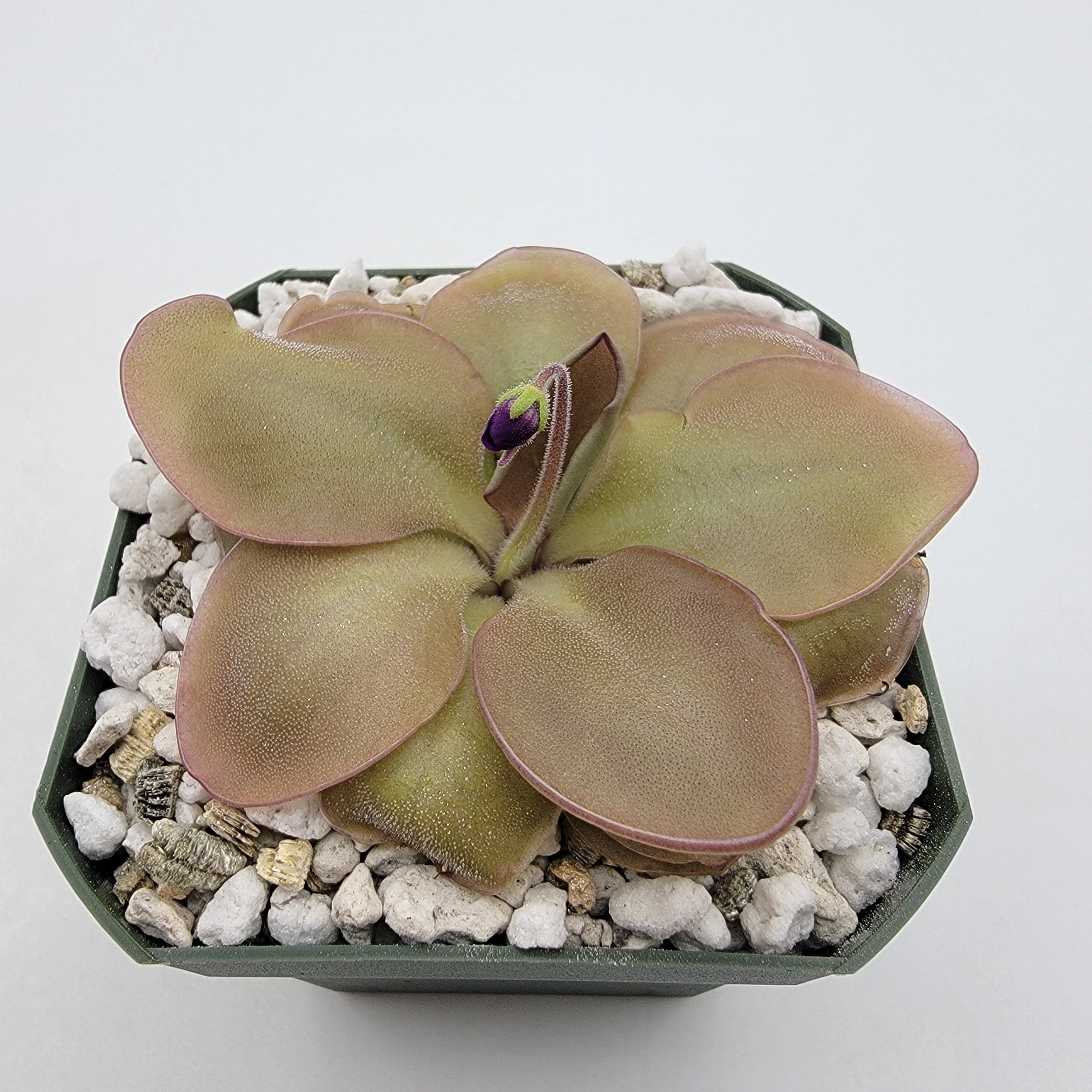 Pinguicula "Lautner 92/52" -Butterworts -Rainbow Carnivorous Plants LLC