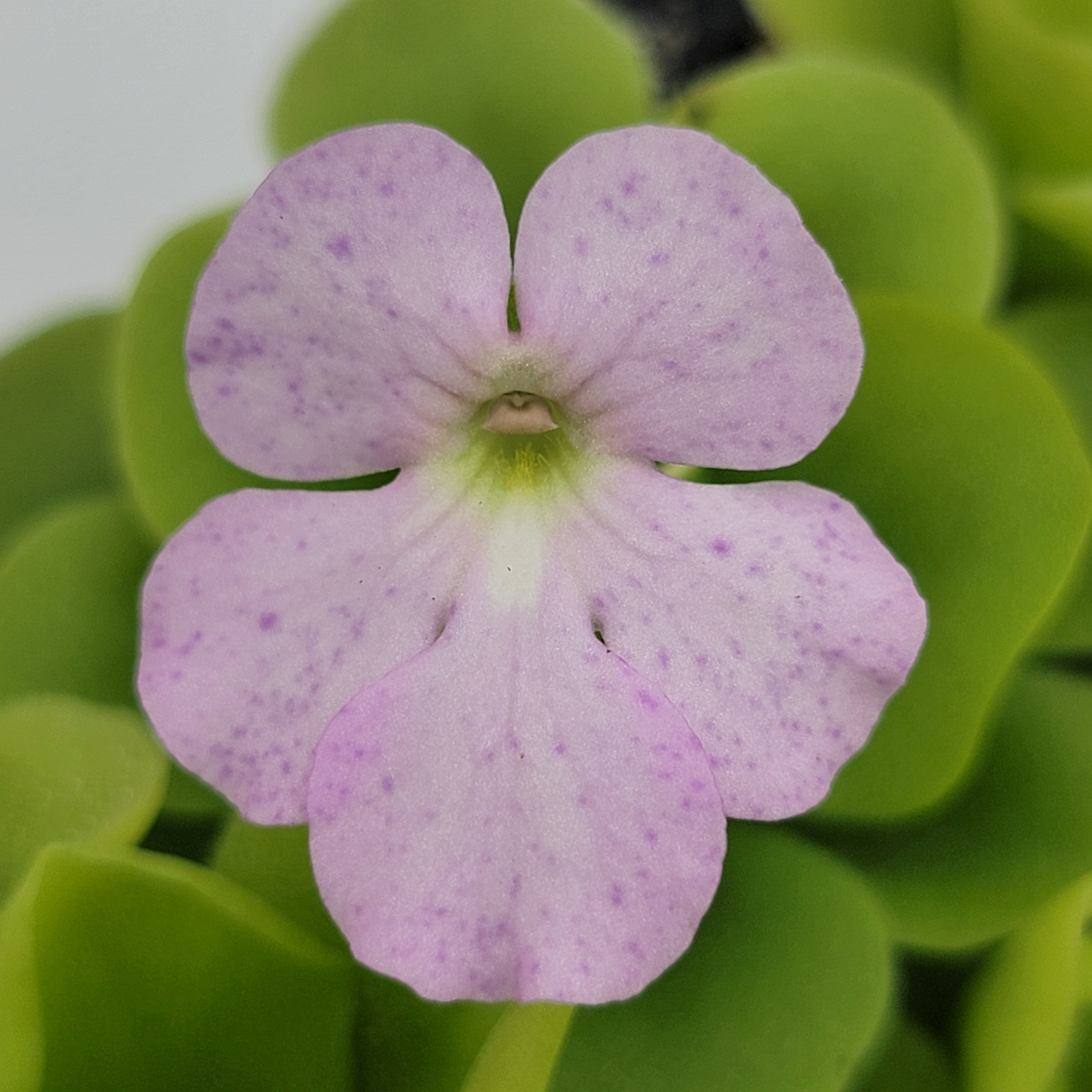 Pinguicula "Pecosita" -Butterworts -Rainbow Carnivorous Plants LLC