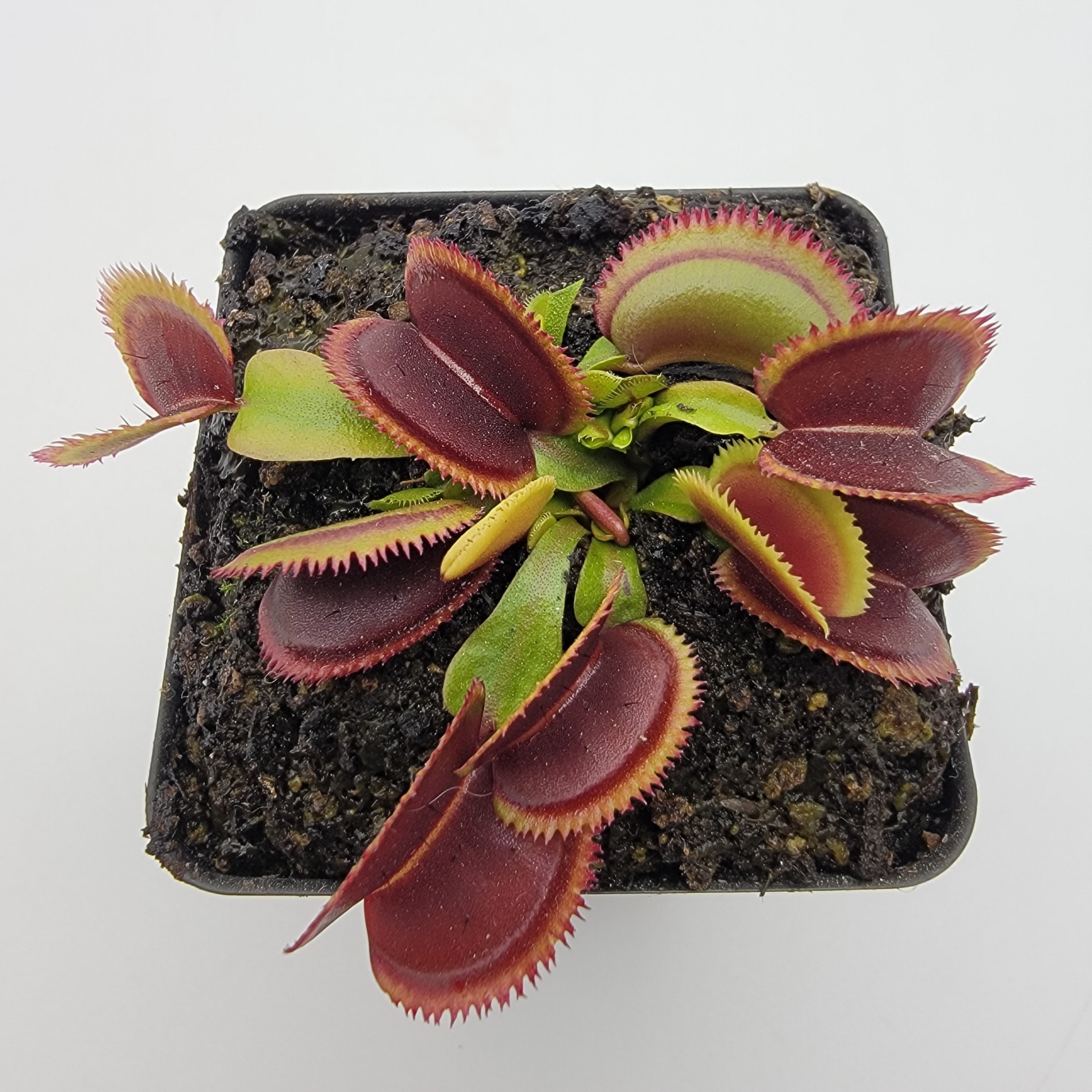 Venus flytrap (Dionaea muscipula) "Brutal Shark" - -Rainbow Carnivorous Plants LLC