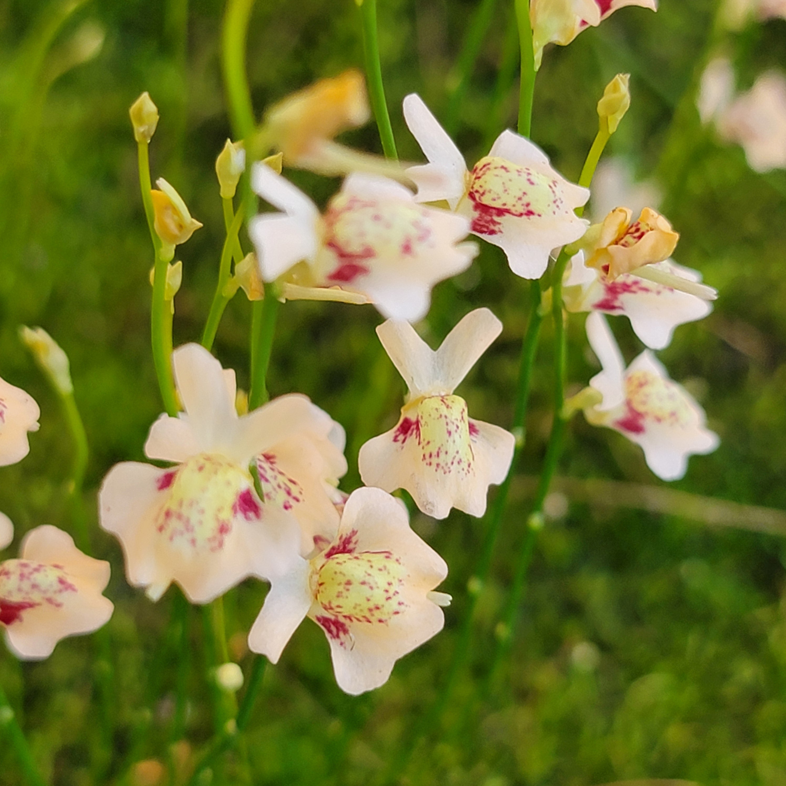 Utricularia fulva - -Rainbow Carnivorous Plants LLC