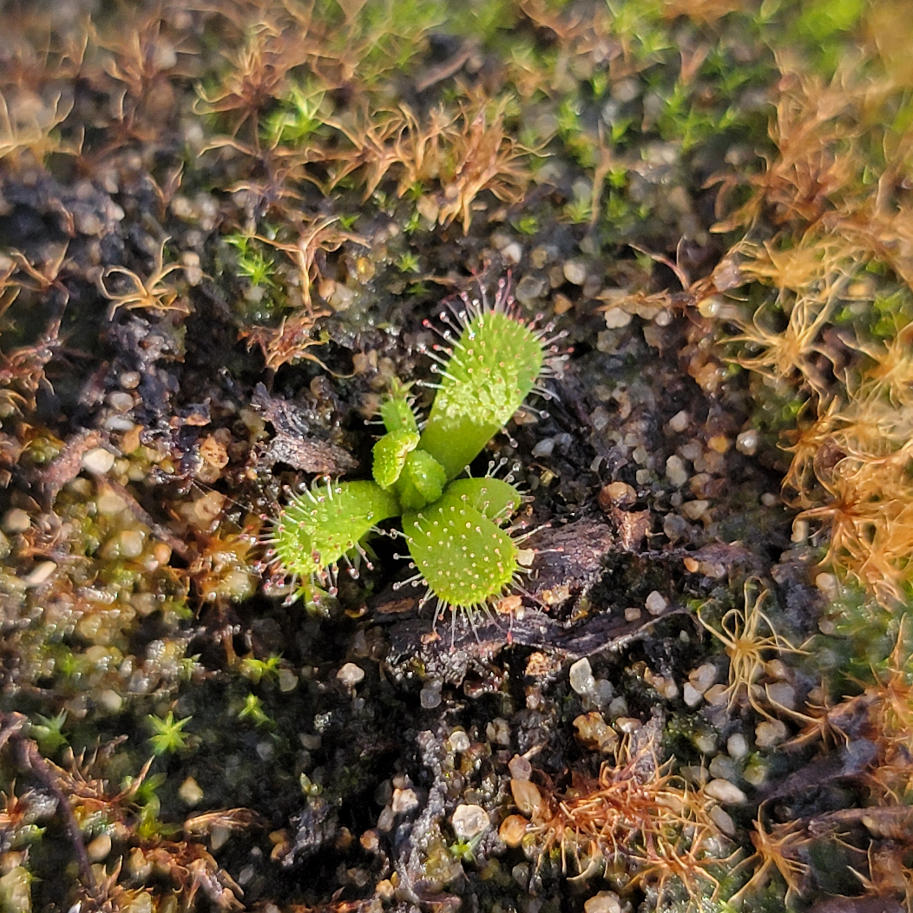 Drosera variegata {Tra Tra Mountains, South Africa} -Drosera -Rainbow Carnivorous Plants LLC