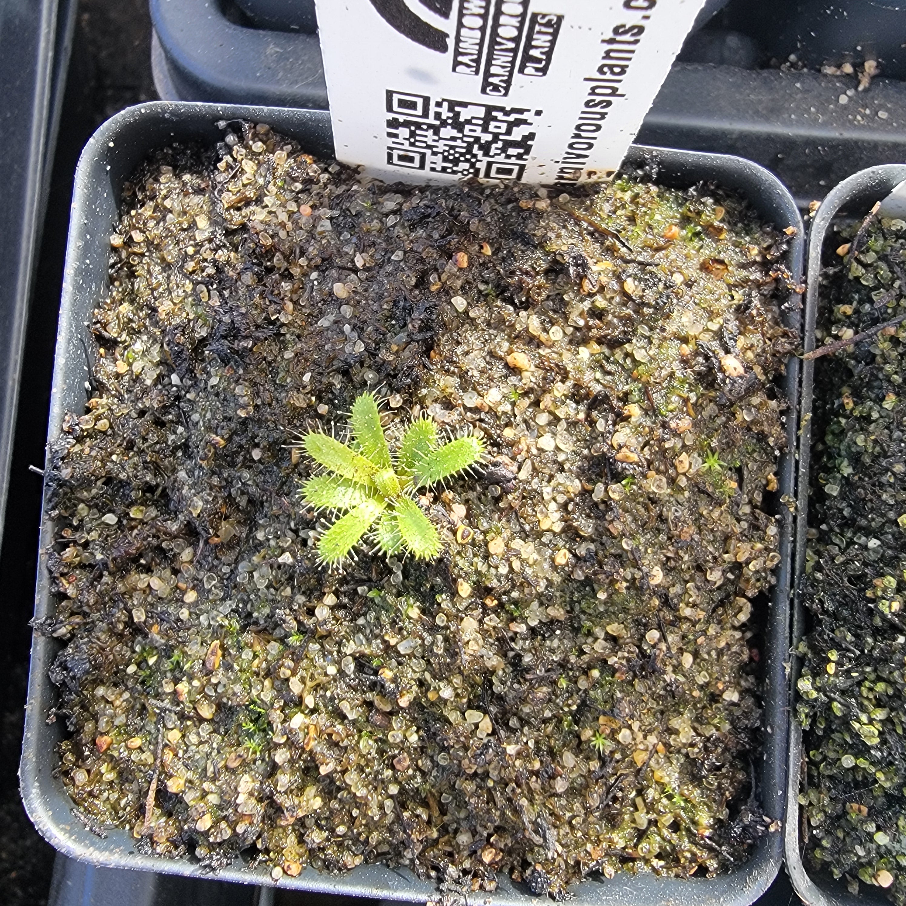 Drosera cistiflora bright pink flower {Kasteelberg, South Africa} -Drosera -Rainbow Carnivorous Plants LLC