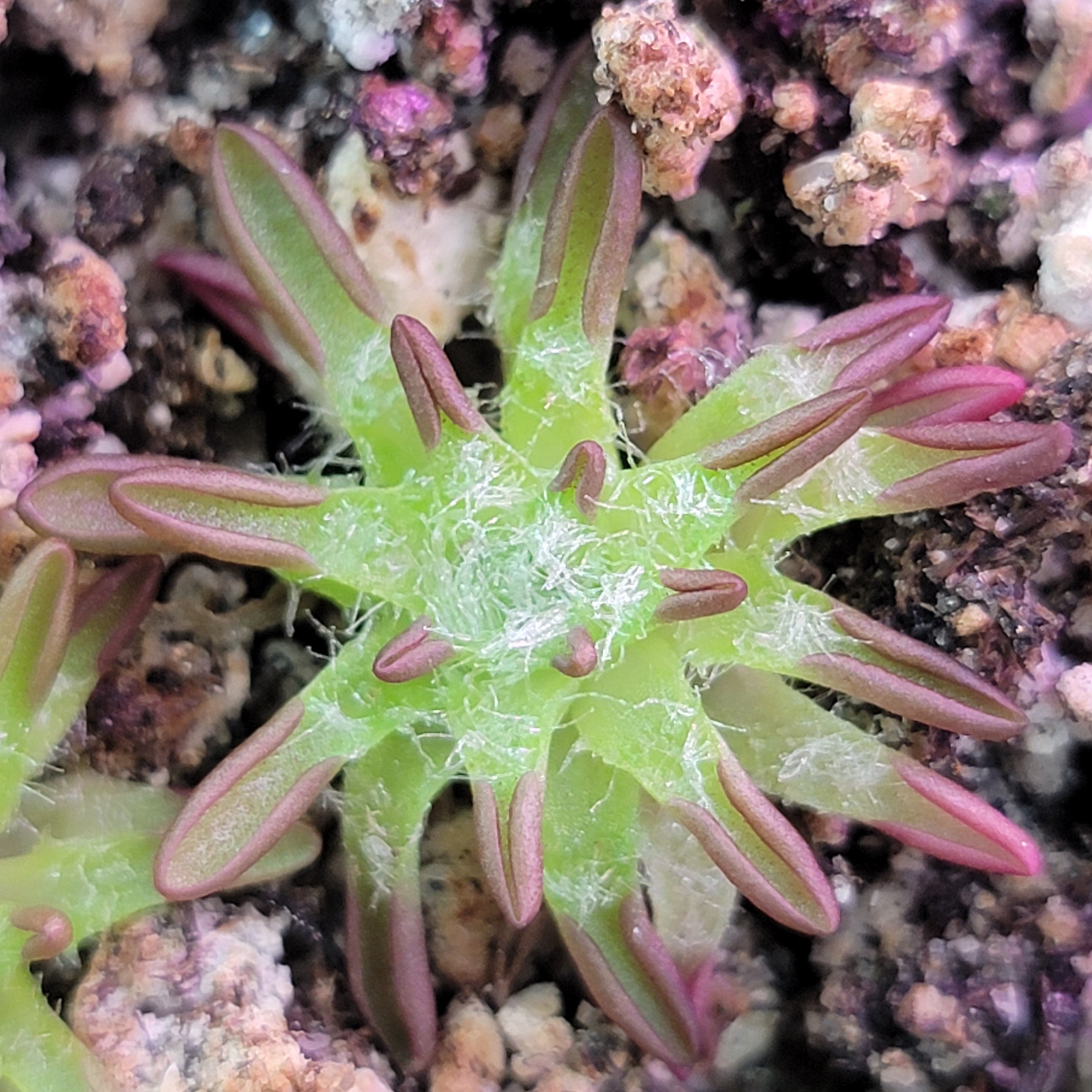 Pinguicula immaculata -Butterworts -Rainbow Carnivorous Plants LLC