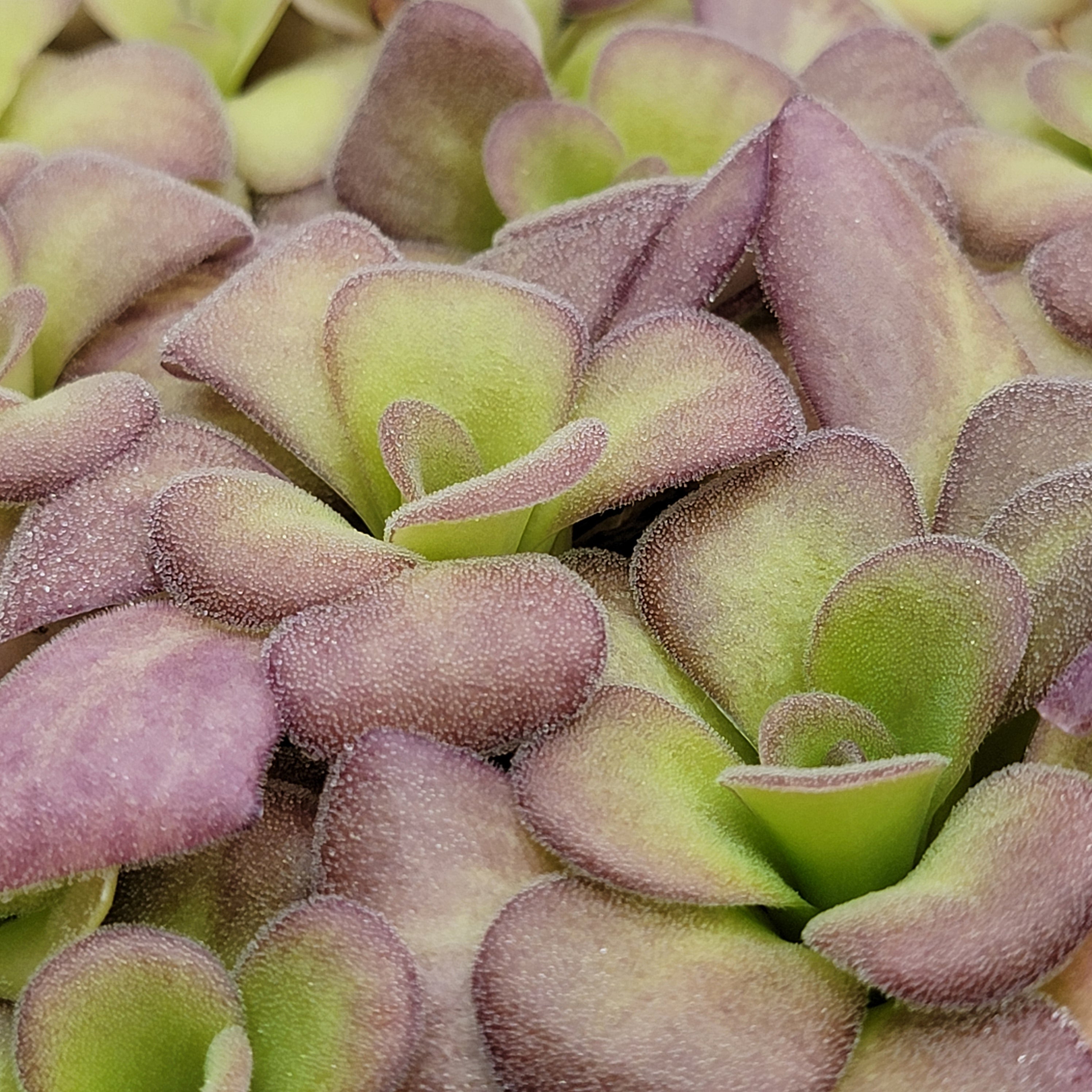 Pinguicula agnata 'Ekuma' -Butterworts -Rainbow Carnivorous Plants LLC