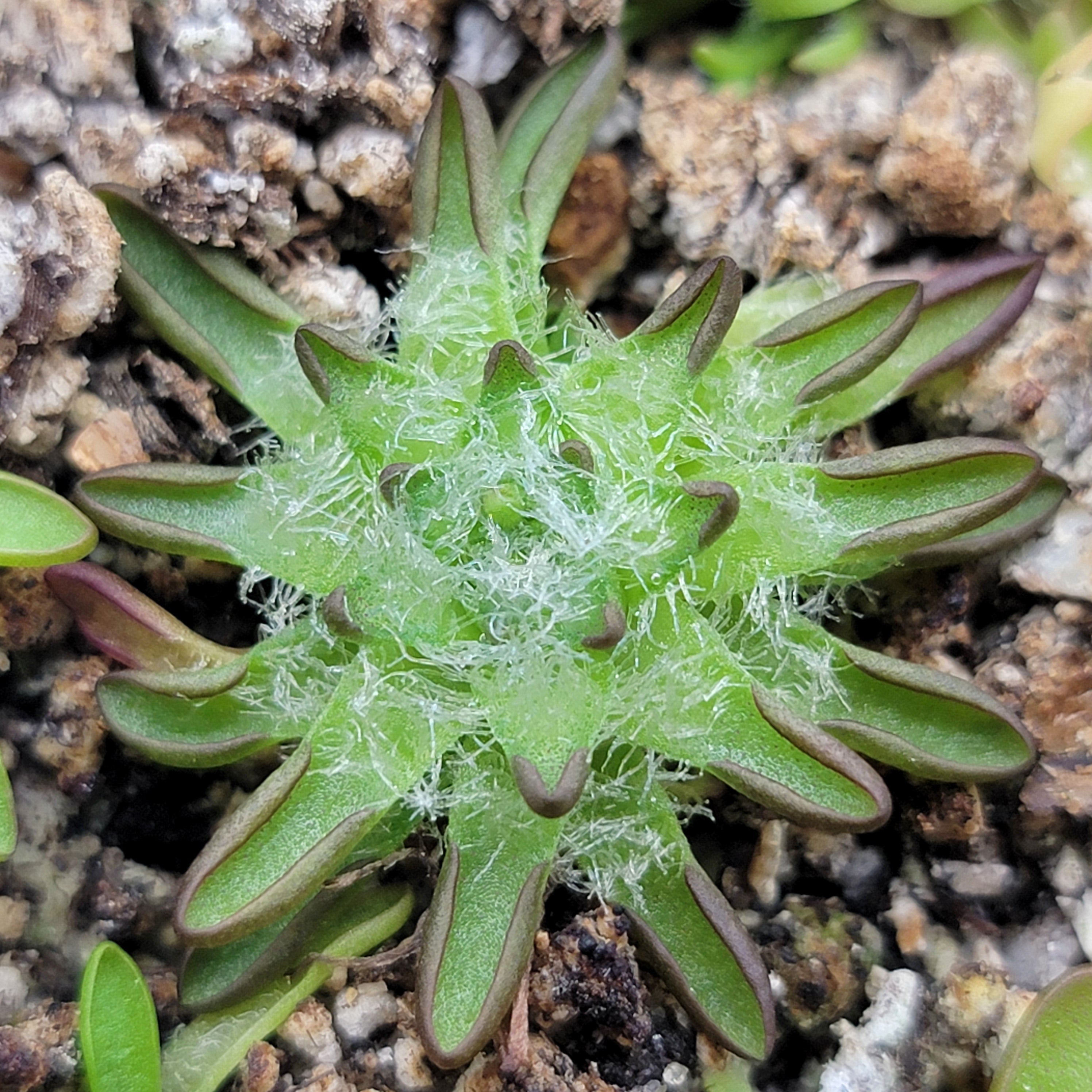 Pinguicula immaculata -Butterworts -Rainbow Carnivorous Plants LLC