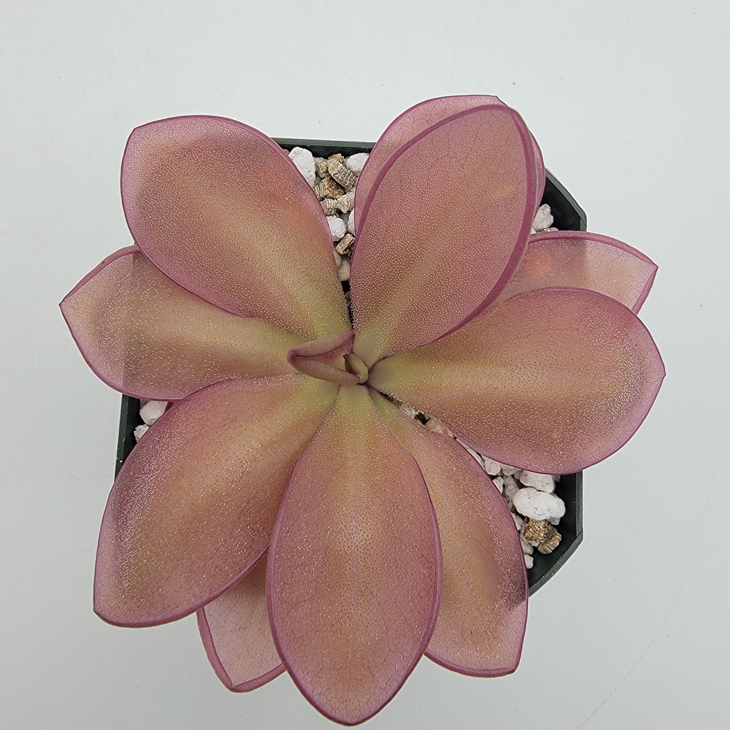 Pinguicula moranensis {Veracruz} -Butterworts -Rainbow Carnivorous Plants LLC