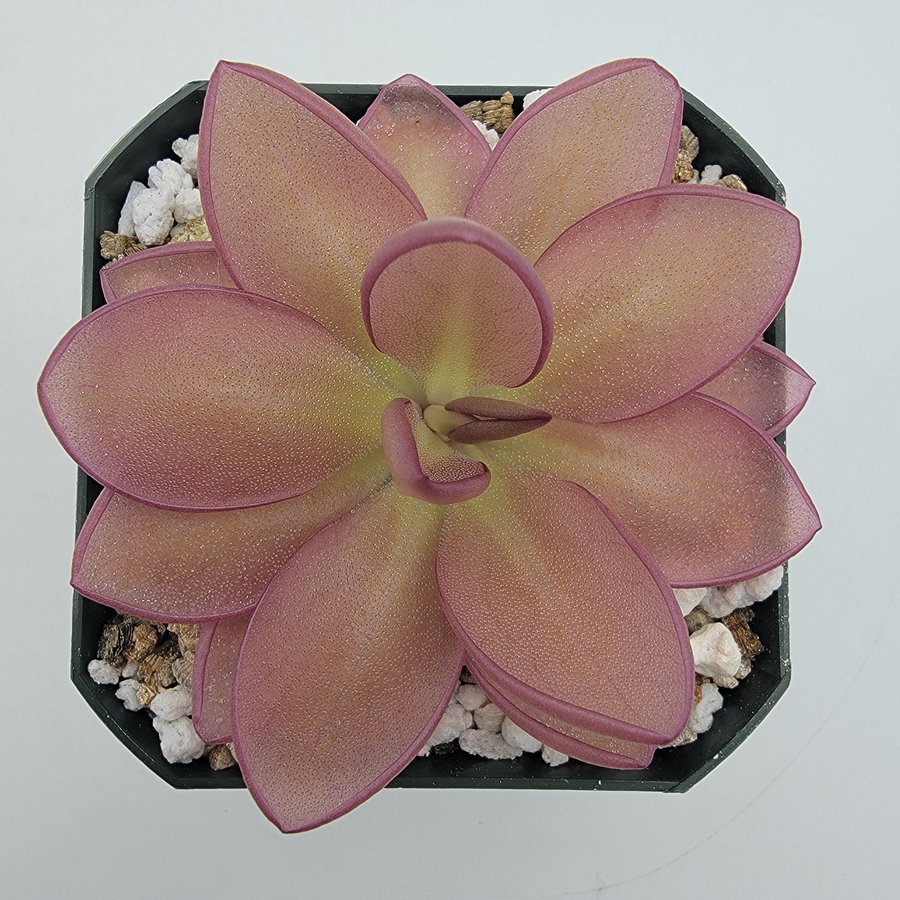 Pinguicula moranensis {Veracruz} -Butterworts -Rainbow Carnivorous Plants LLC