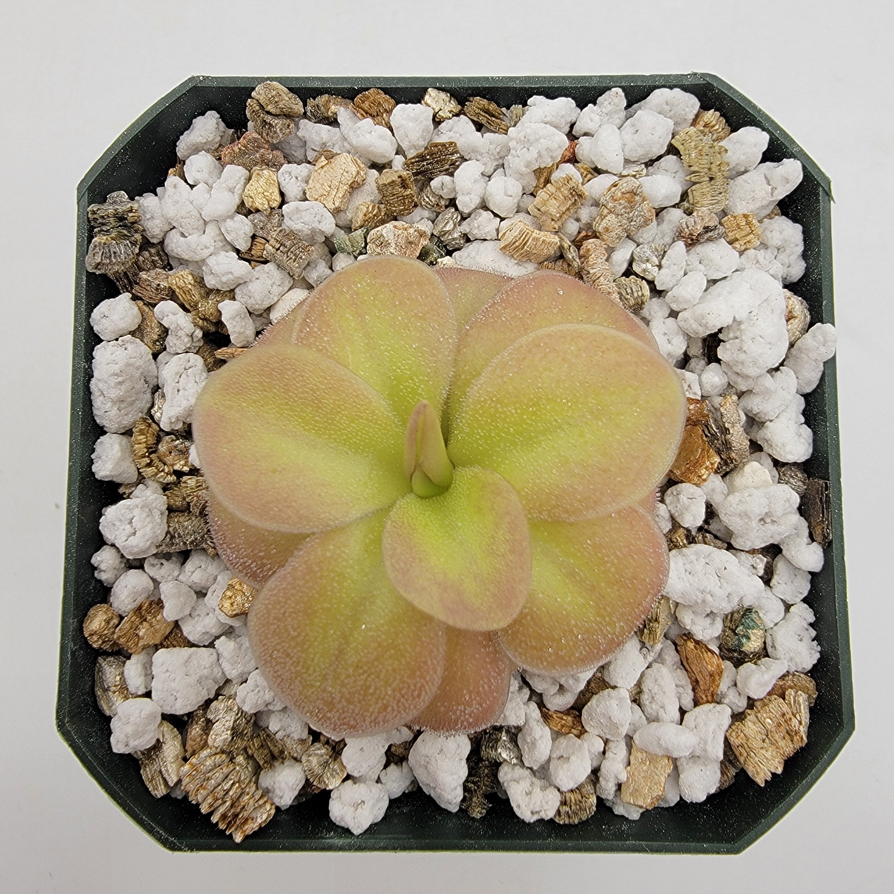 Pinguicula sp. Guatemala -Butterworts -Rainbow Carnivorous Plants LLC