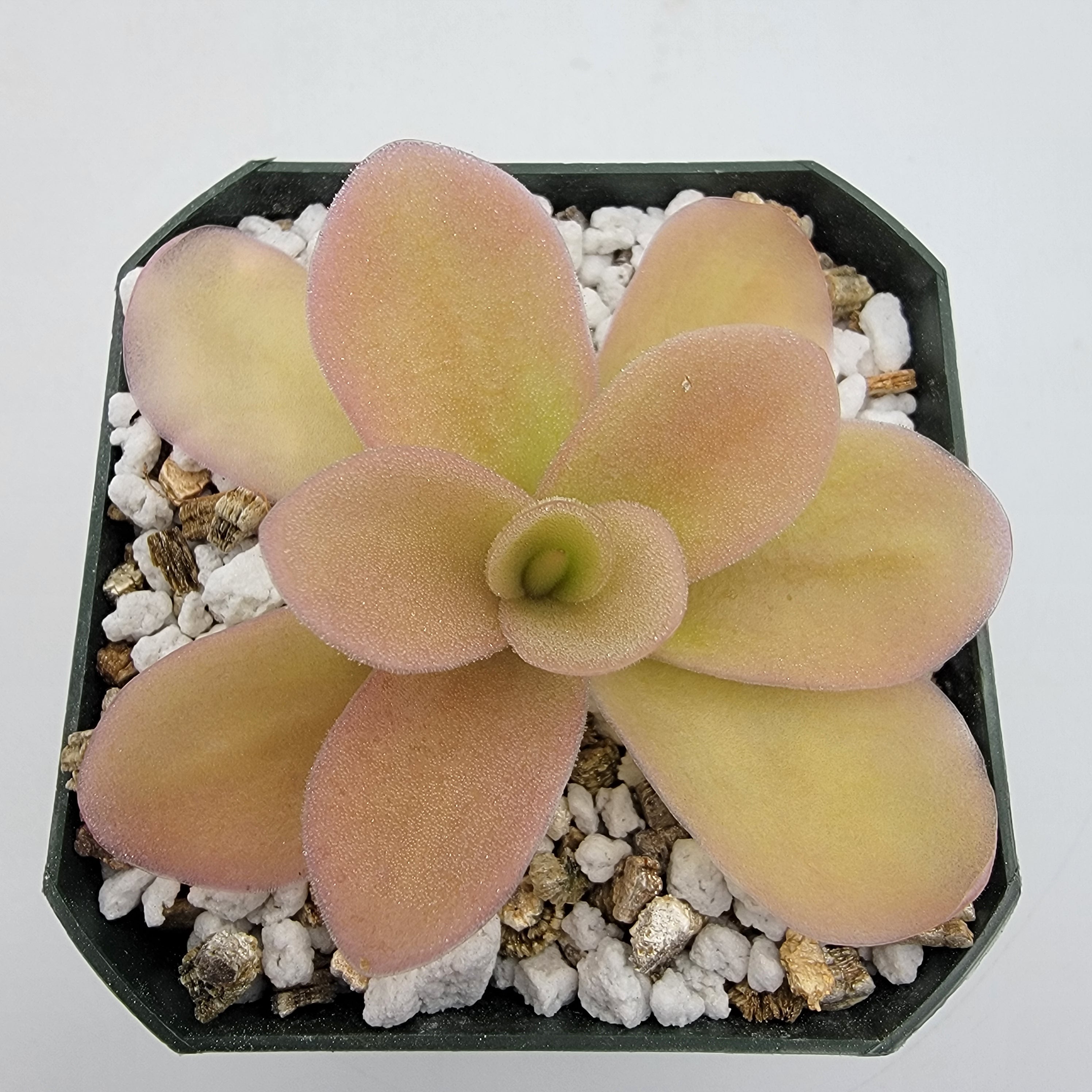 Pinguicula gigantea (Red Flush) -Butterworts -Rainbow Carnivorous Plants LLC