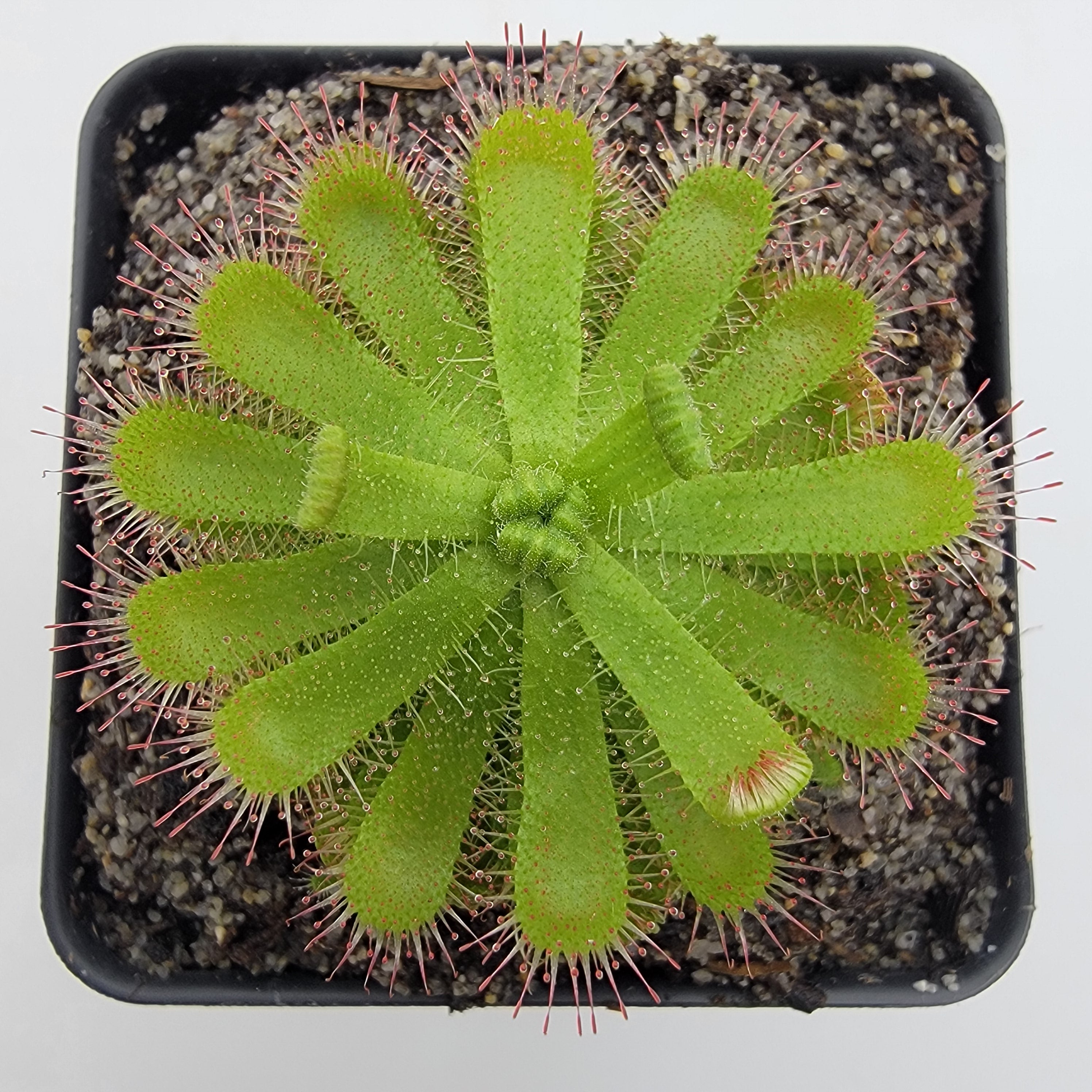 Drosera pauciflora {N. of Citrusdal, South Africa} -Drosera -Rainbow Carnivorous Plants LLC