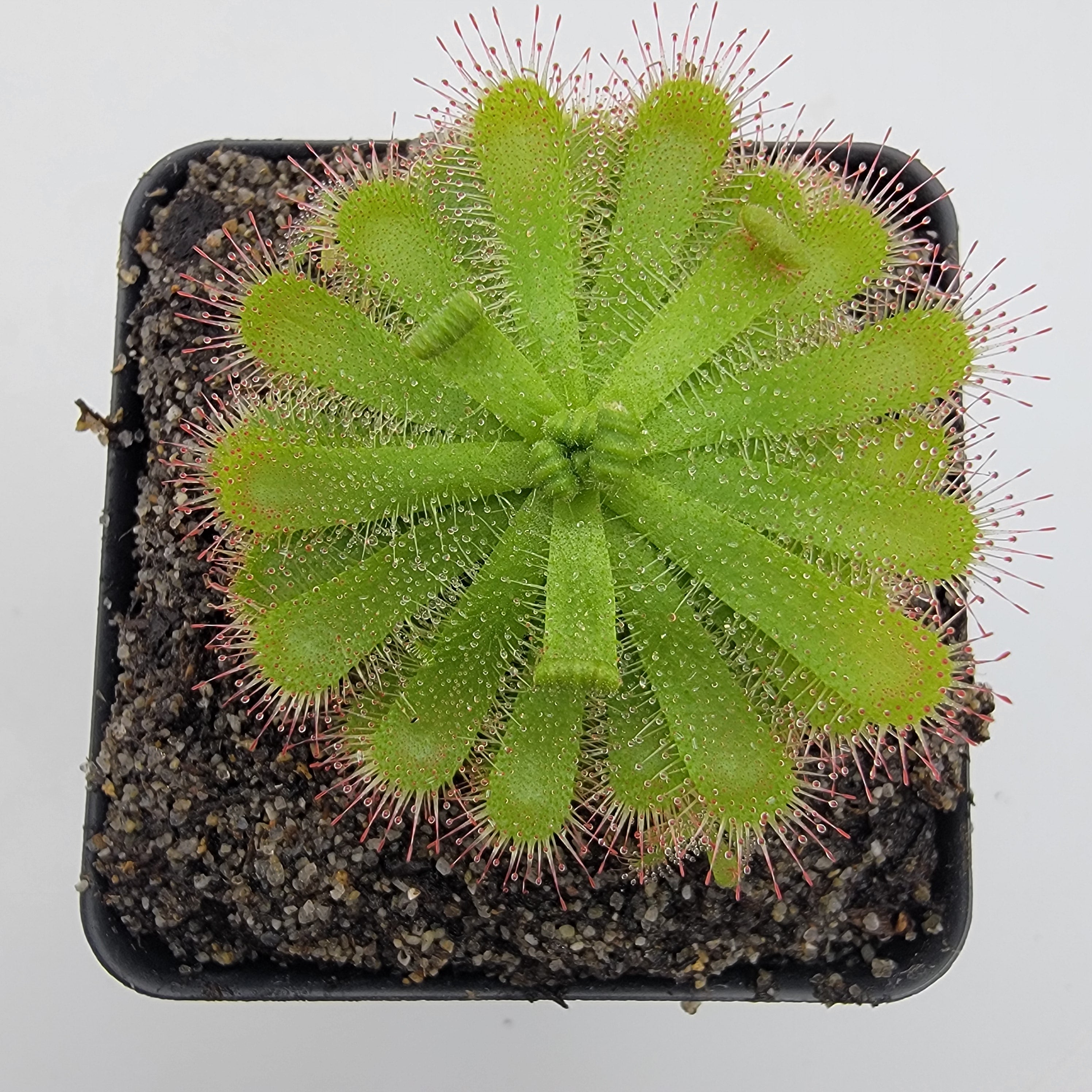Drosera pauciflora -Drosera -Rainbow Carnivorous Plants LLC