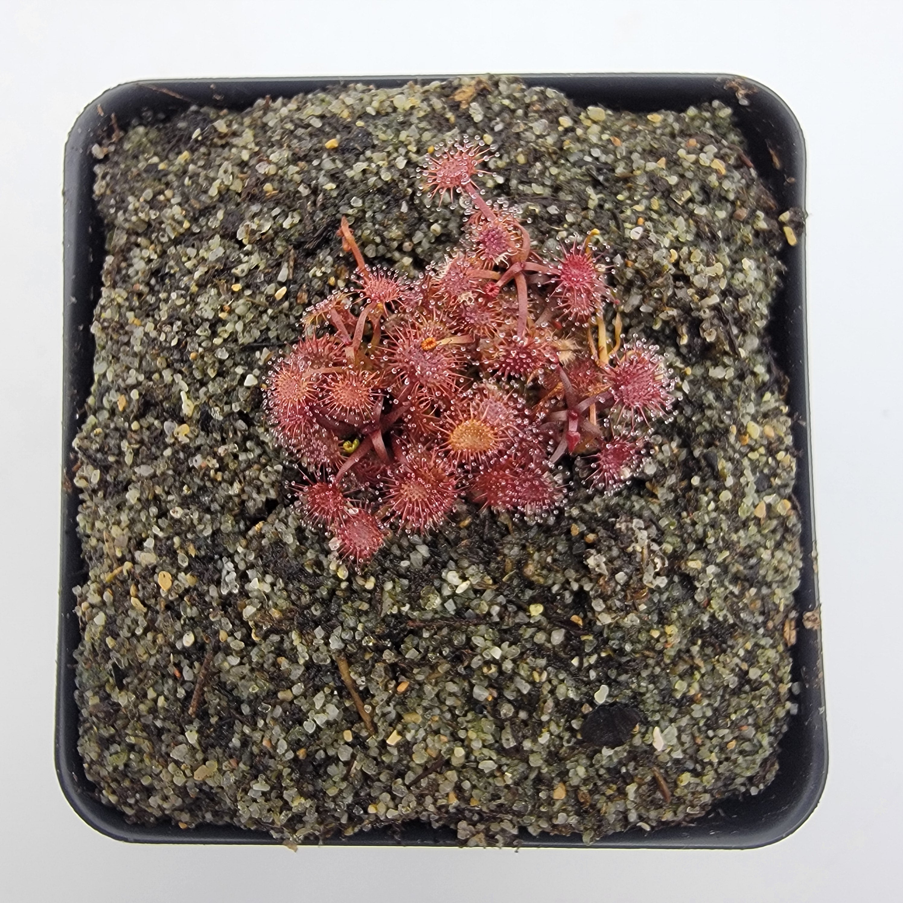 Drosera gracilis {Mount Buffalo, Victoria} -Drosera -Rainbow Carnivorous Plants LLC
