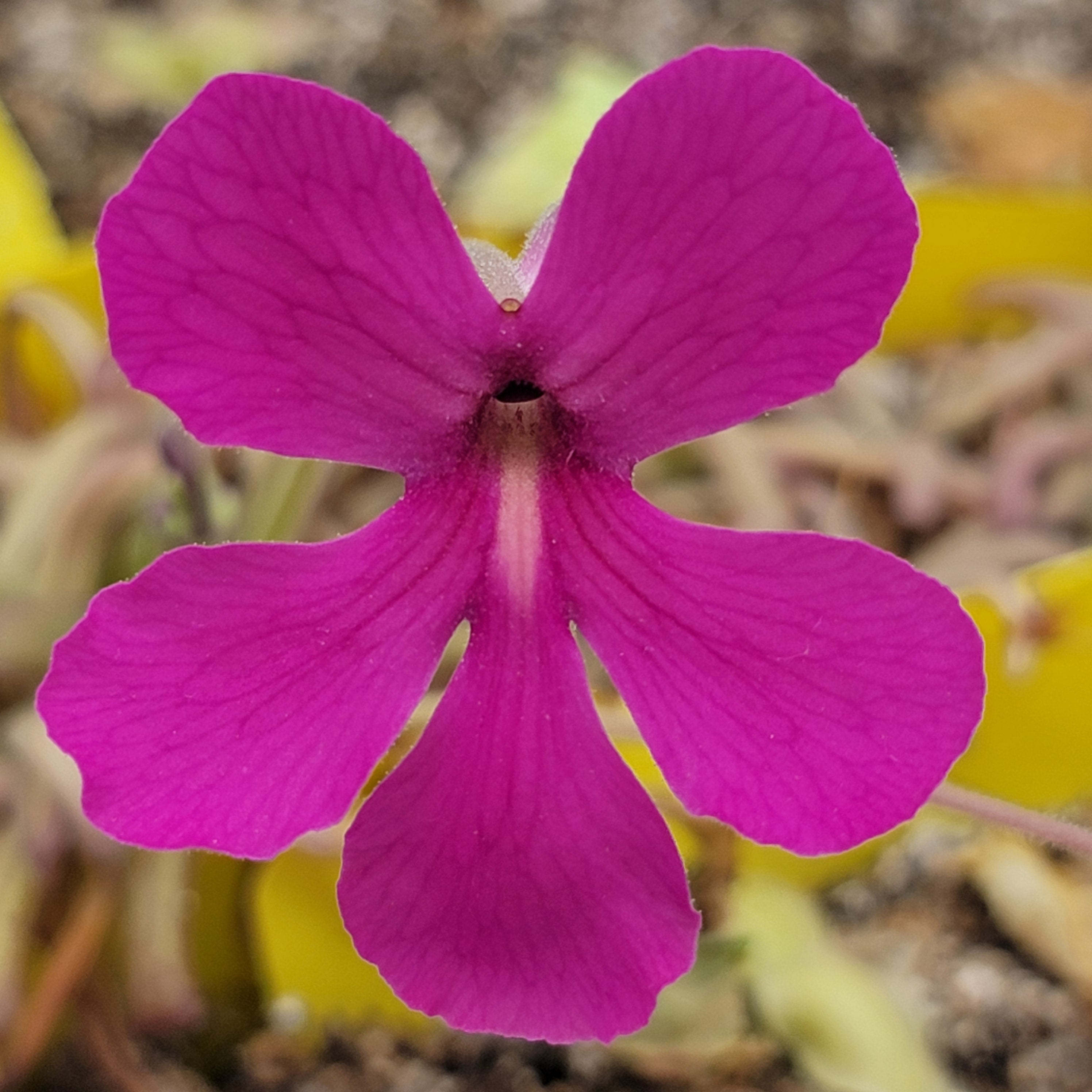 Pinguicula laueana x moctezumae