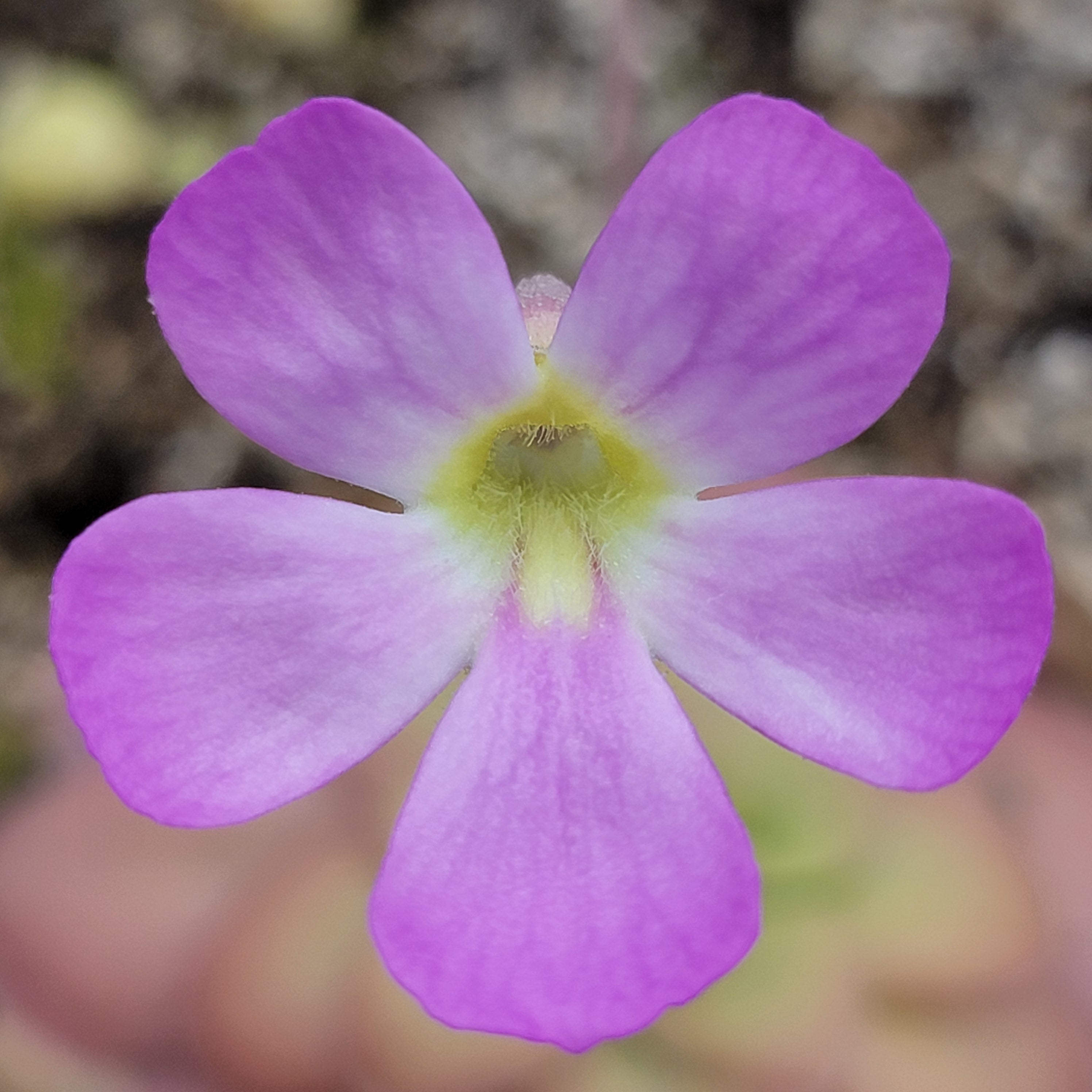 Pinguicula sp. Guatemala -Butterworts -Rainbow Carnivorous Plants LLC