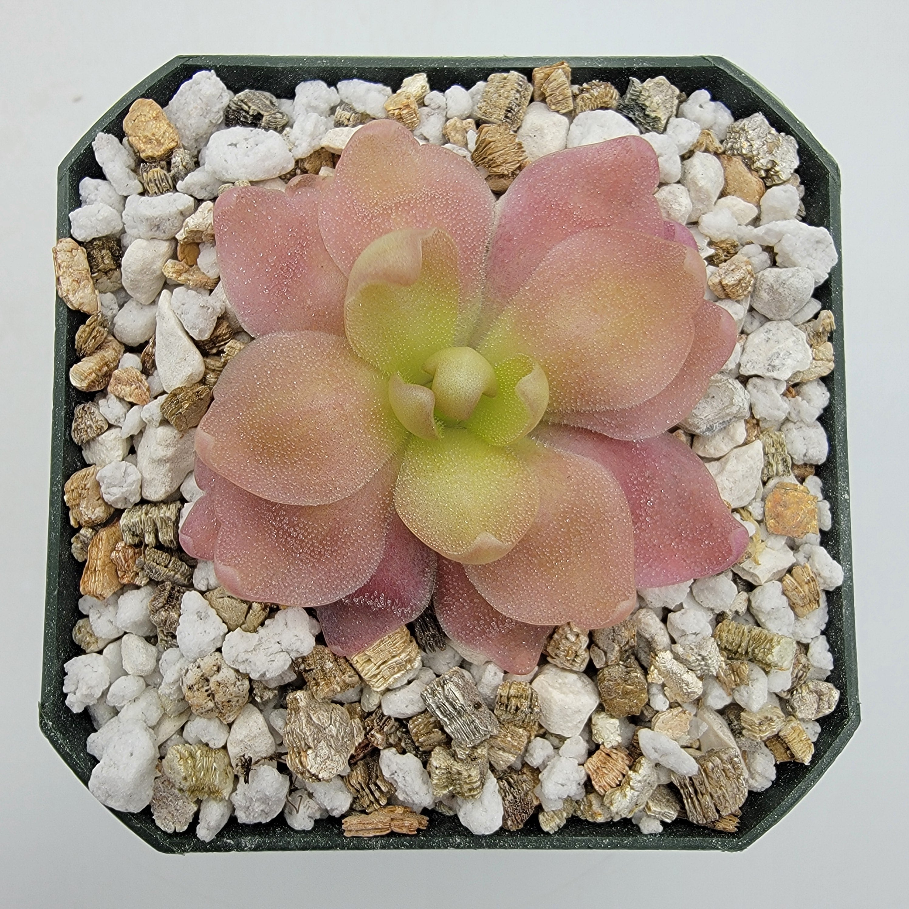 butterwort succulent Pinguicula 'Marciano' – Hybrid Pink & Red-Violet Butterwort