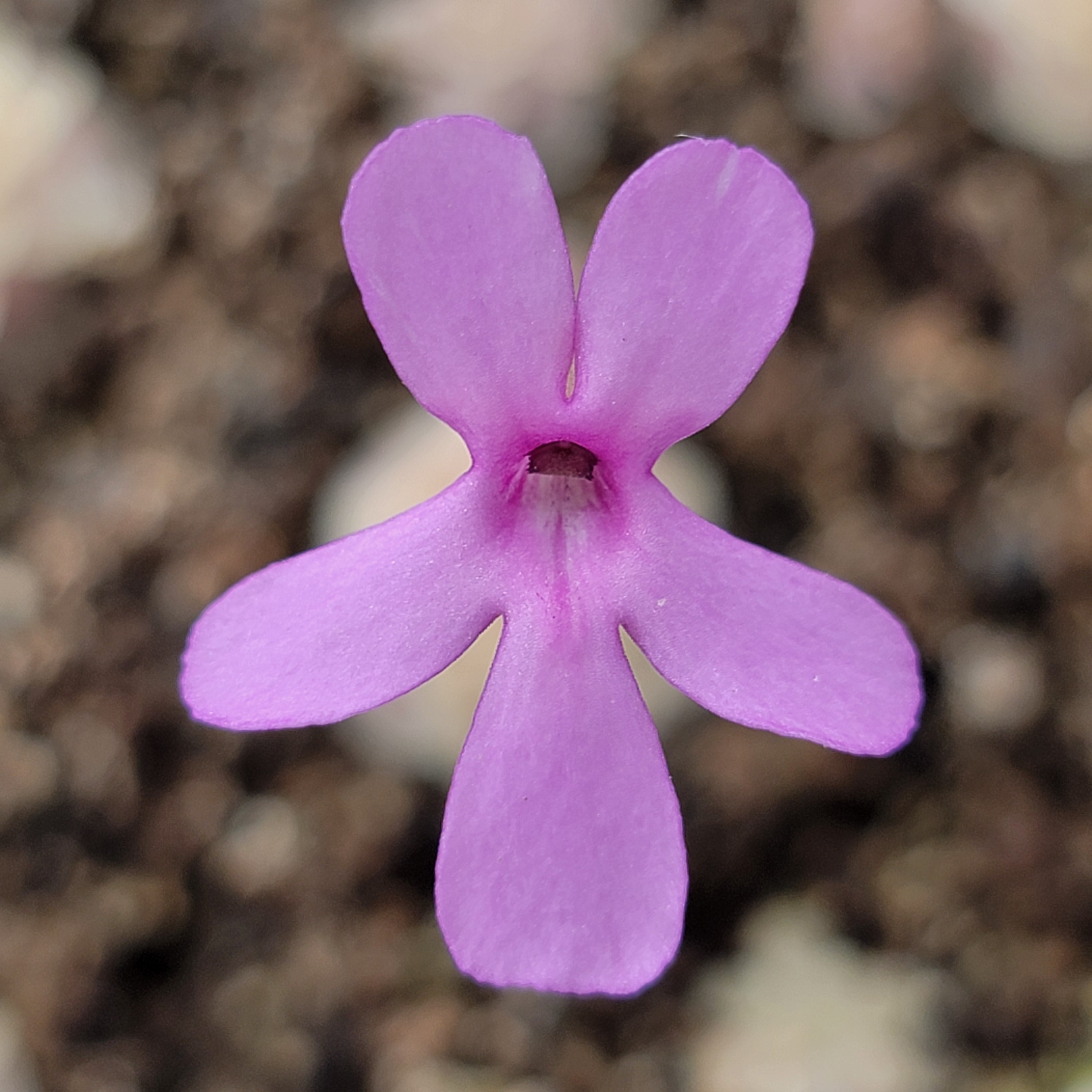 Pinguicula esseriana {Buena Vista} -Butterworts -Rainbow Carnivorous Plants LLC