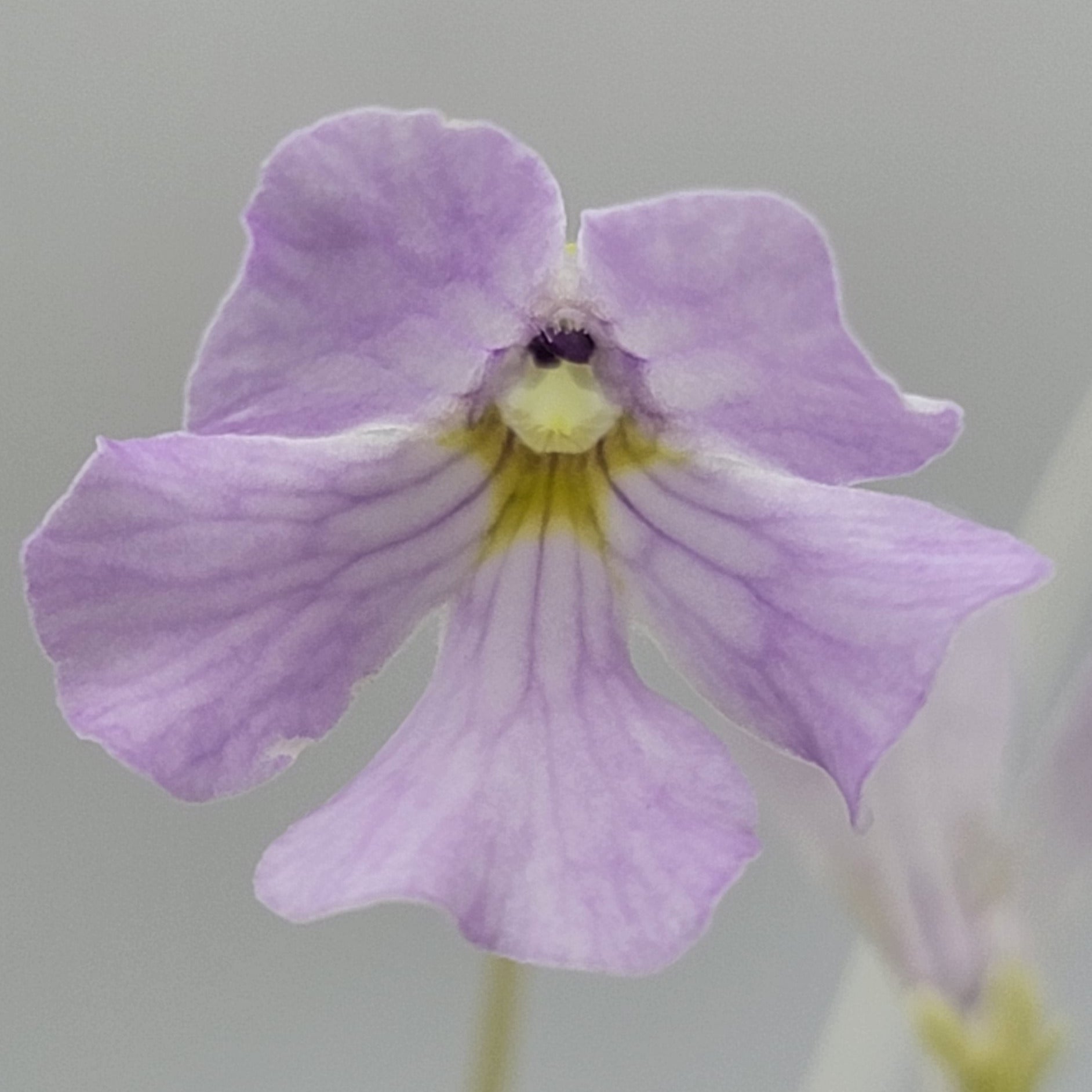 Pinguicula mirandae x (laueana CP2 x emarginata) -Butterworts -Rainbow Carnivorous Plants LLC