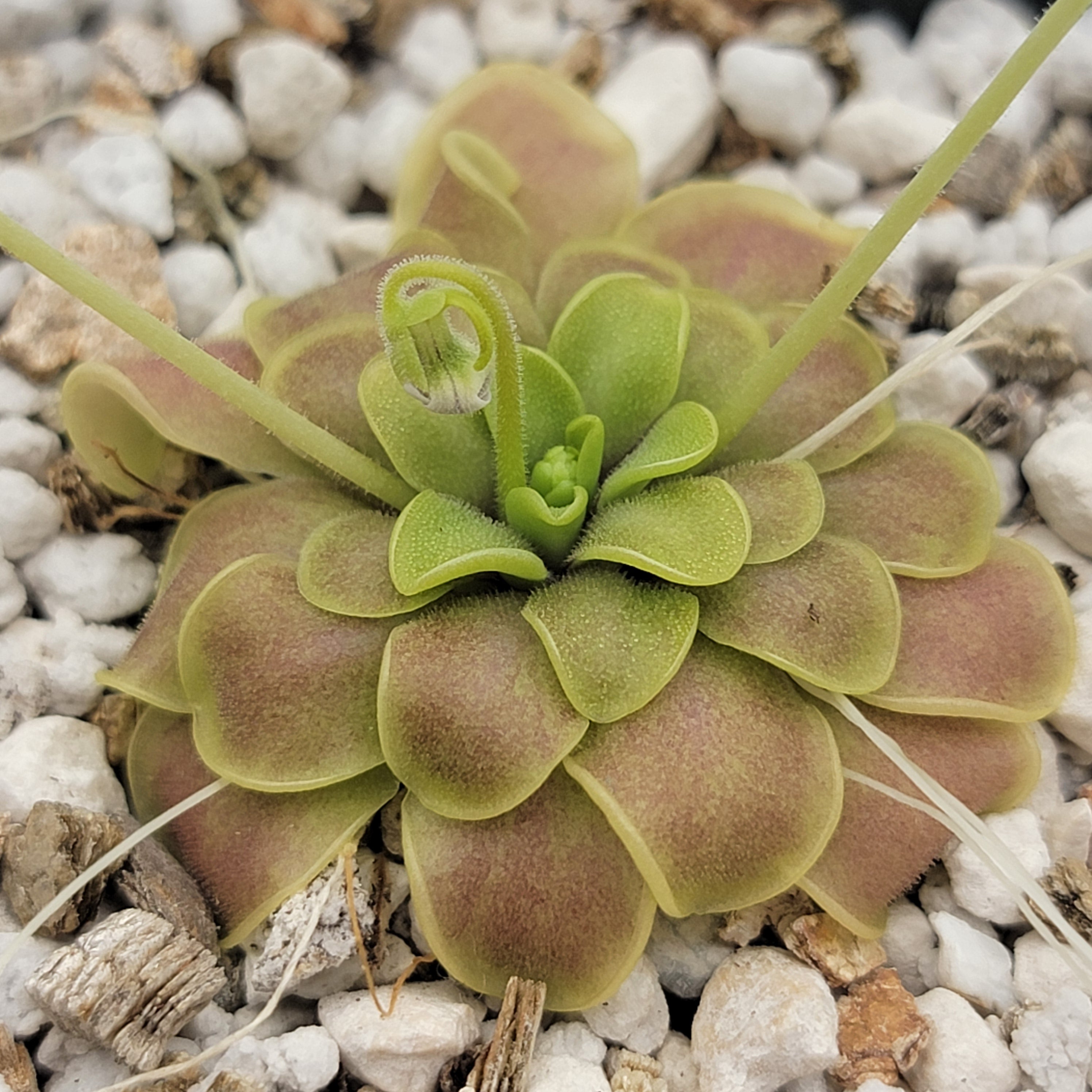Pinguicula mirandae x (laueana CP2 x emarginata) -Butterworts -Rainbow Carnivorous Plants LLC