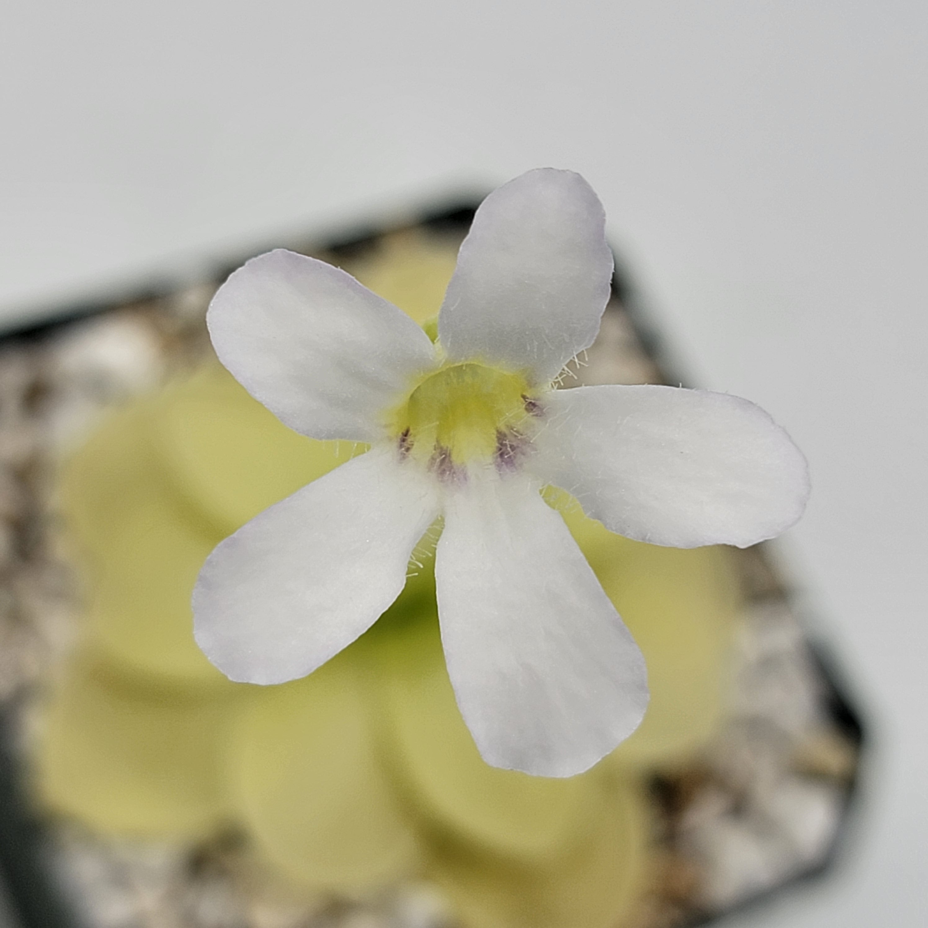 Pinguicula ibarrae {Tlanchinol, Mex} -Butterworts -Rainbow Carnivorous Plants LLC