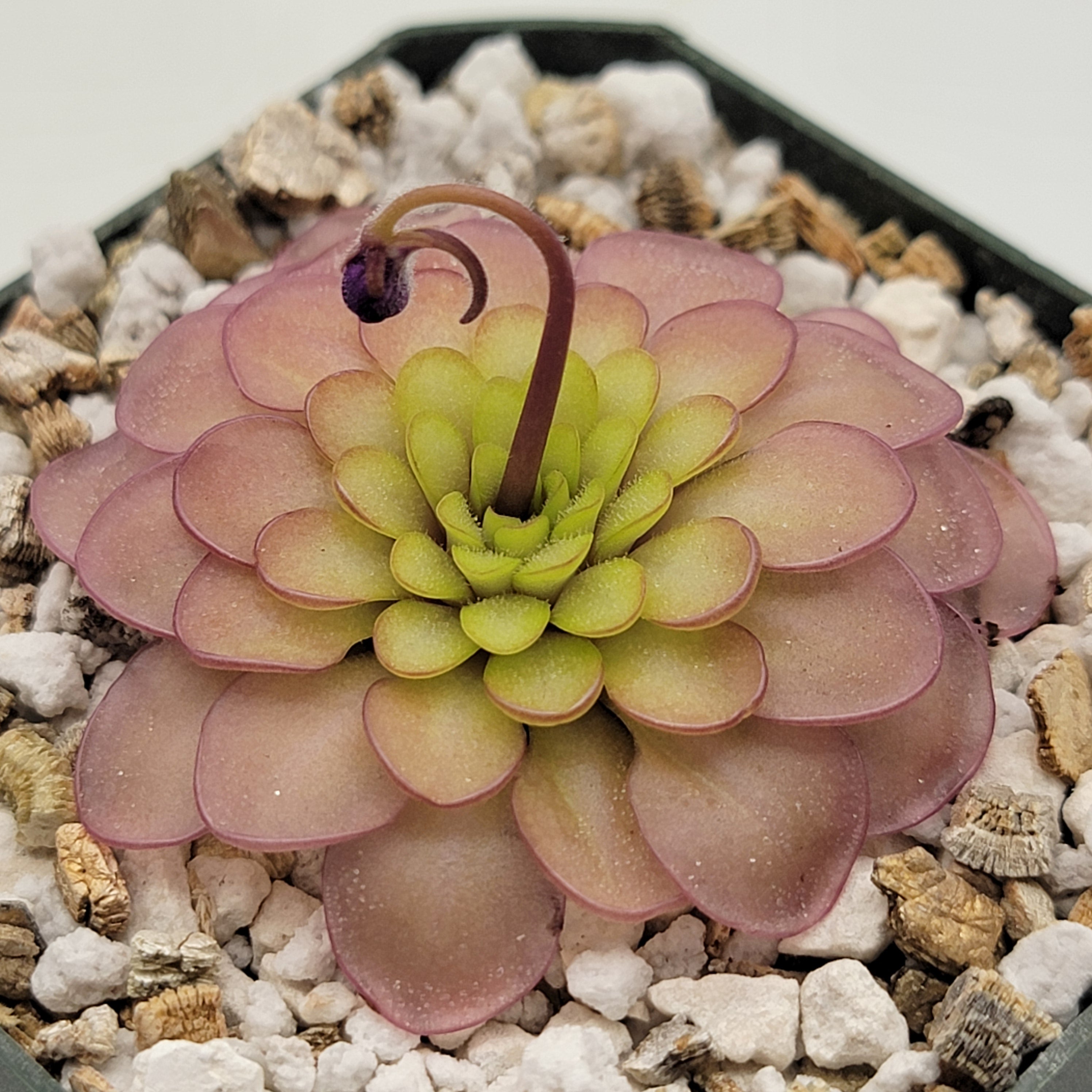 Pinguicula emarginata x hemiepiphytica – Rare Hybrid Carnivorous Butterwort