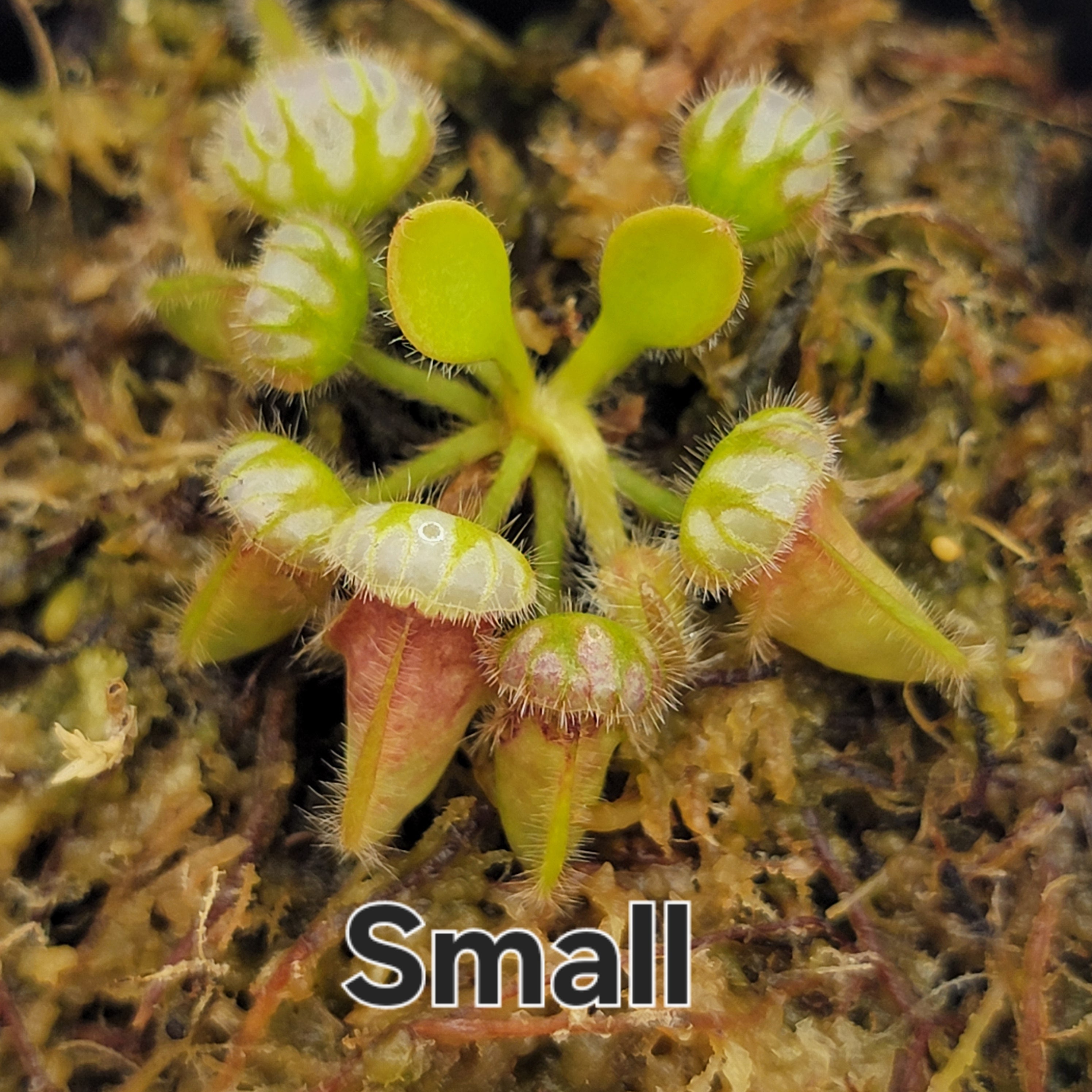 Cephalotus follicularis 'Hummer's Giant' -Cephalotus -Rainbow Carnivorous Plants LLC