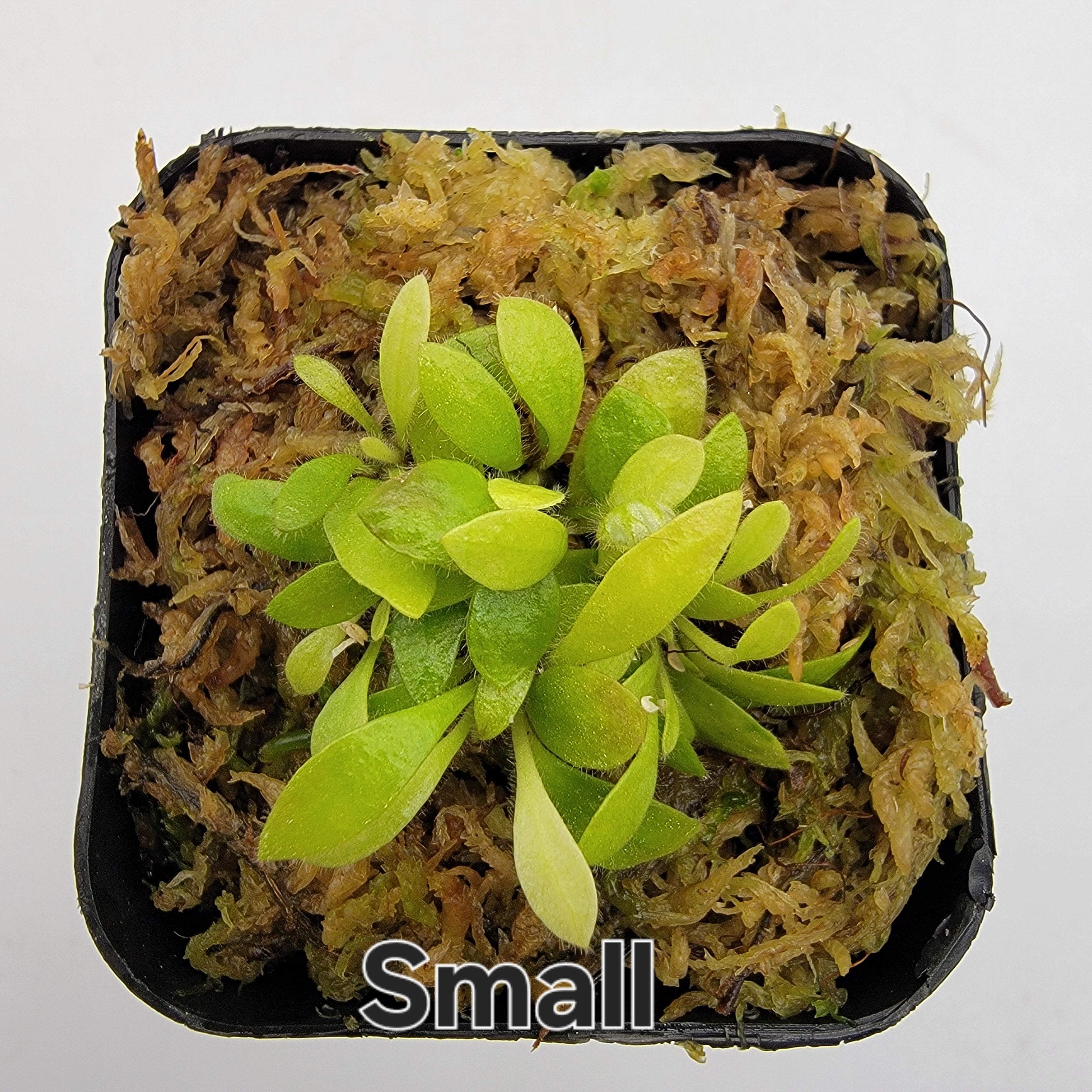 Cephalotus follicularis 'Hummer's Giant' -Cephalotus -Rainbow Carnivorous Plants LLC