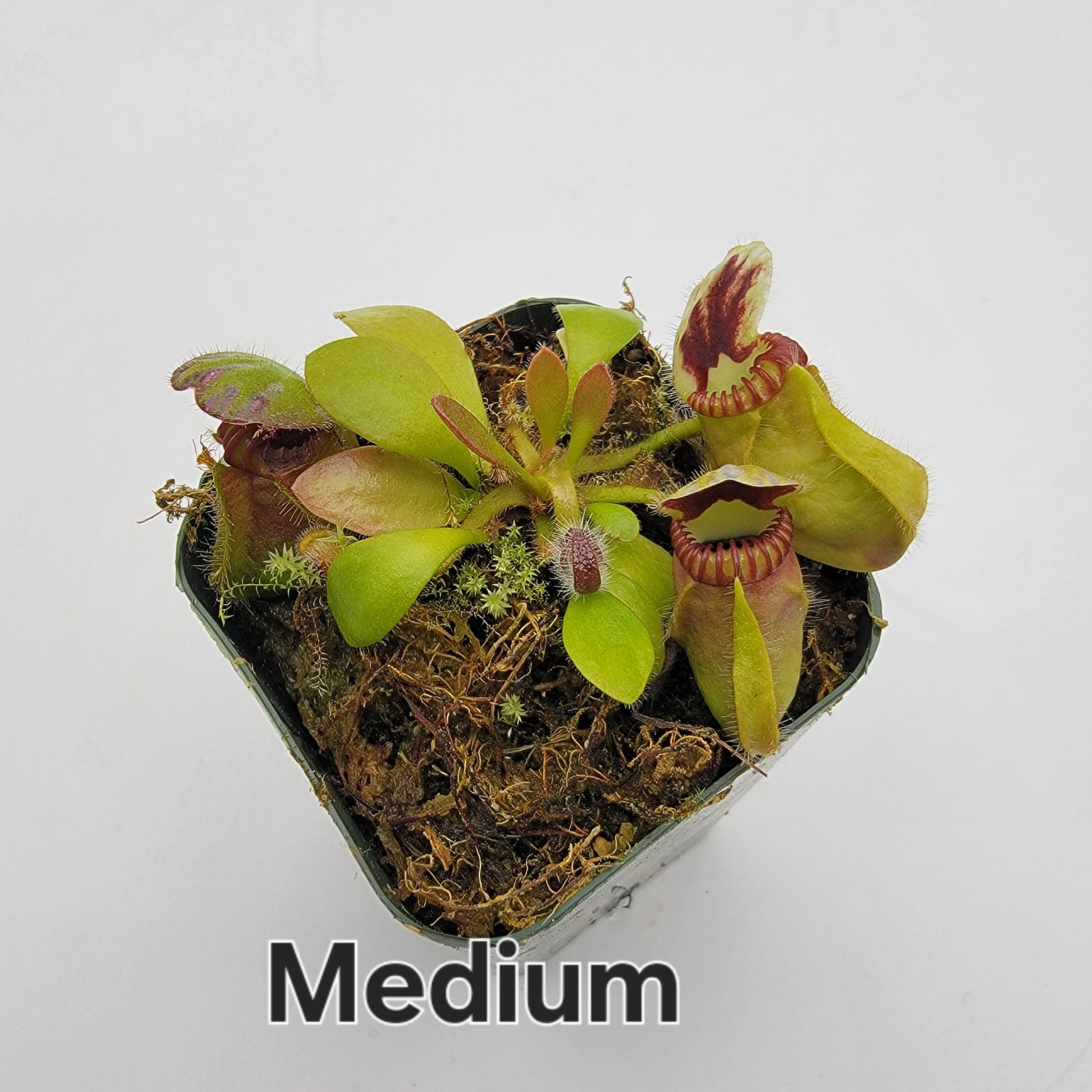 Cephalotus follicularis 'Hummer's Giant' -Cephalotus -Rainbow Carnivorous Plants LLC