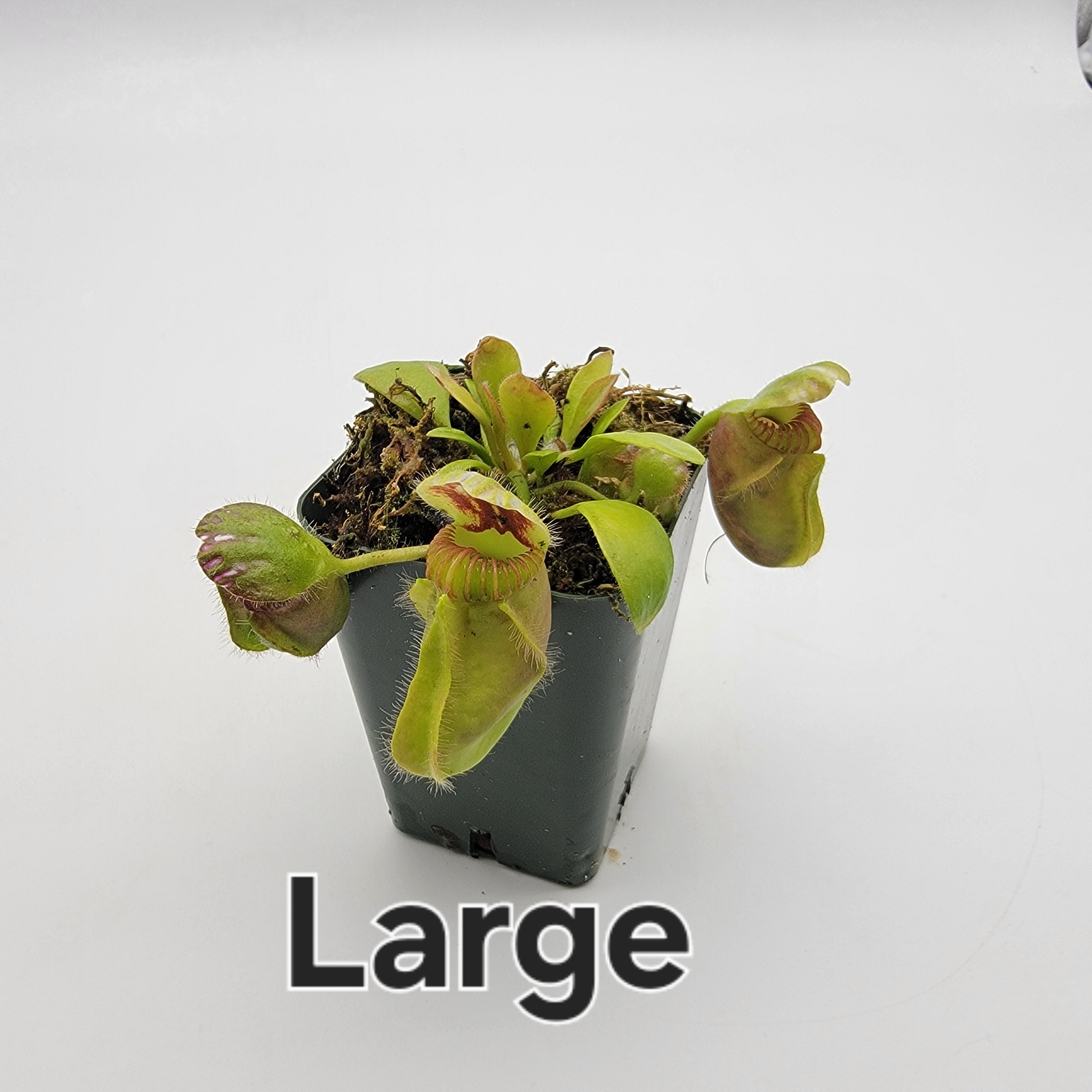 Cephalotus follicularis 'Hummer's Giant' -Cephalotus -Rainbow Carnivorous Plants LLC