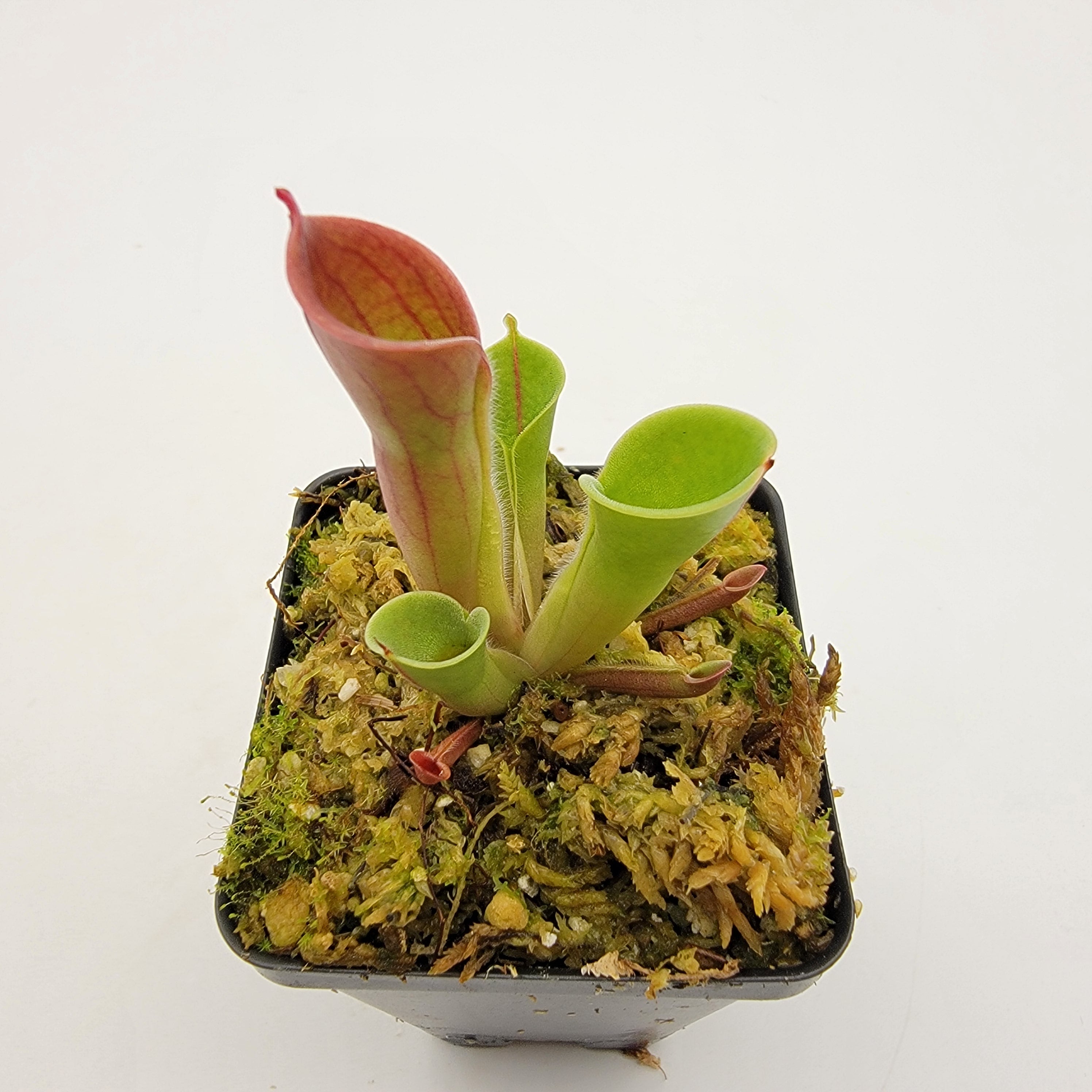 Heliamphora minor -heliamphora -Rainbow Carnivorous Plants LLC