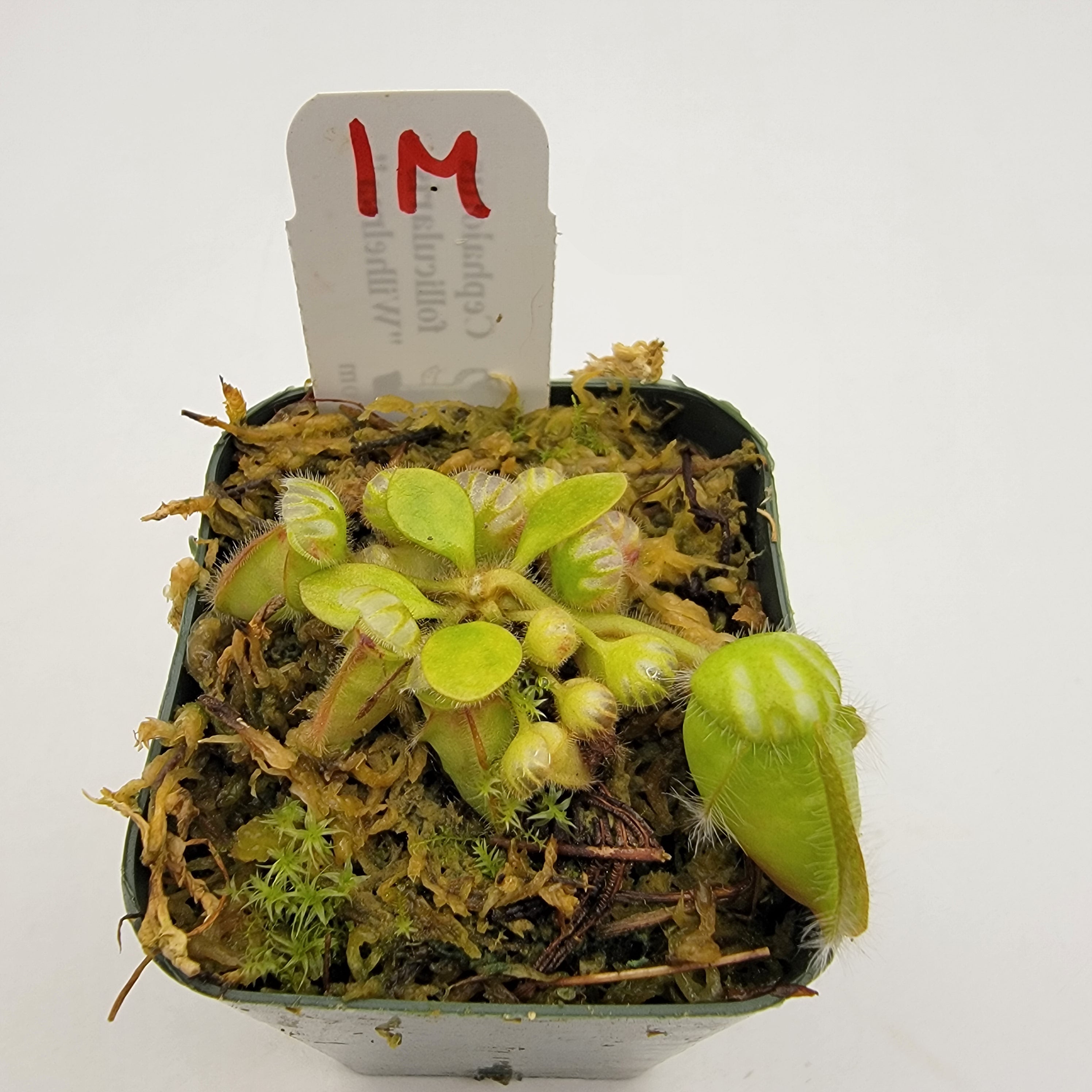 Cephalotus follicularis HMZ×SOHG Cephalotus follicularis - FlytrapCare.com