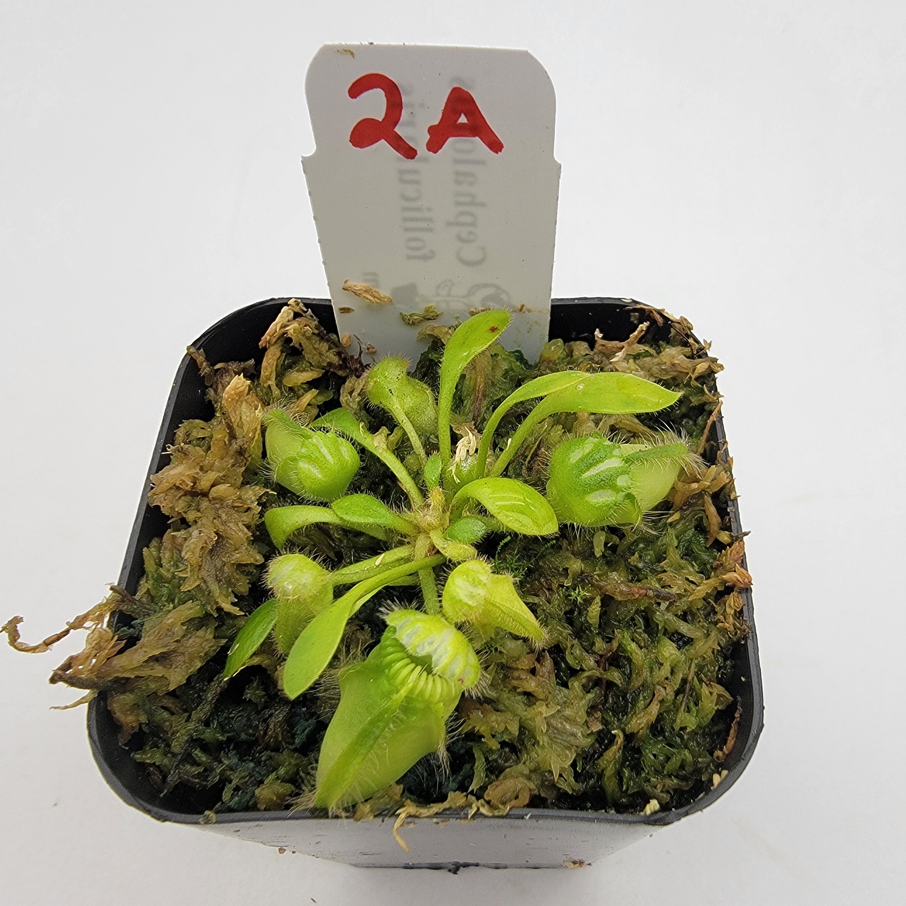 Cephalotus follicularis WCF (1A-16A) - -Rainbow Carnivorous Plants LLC