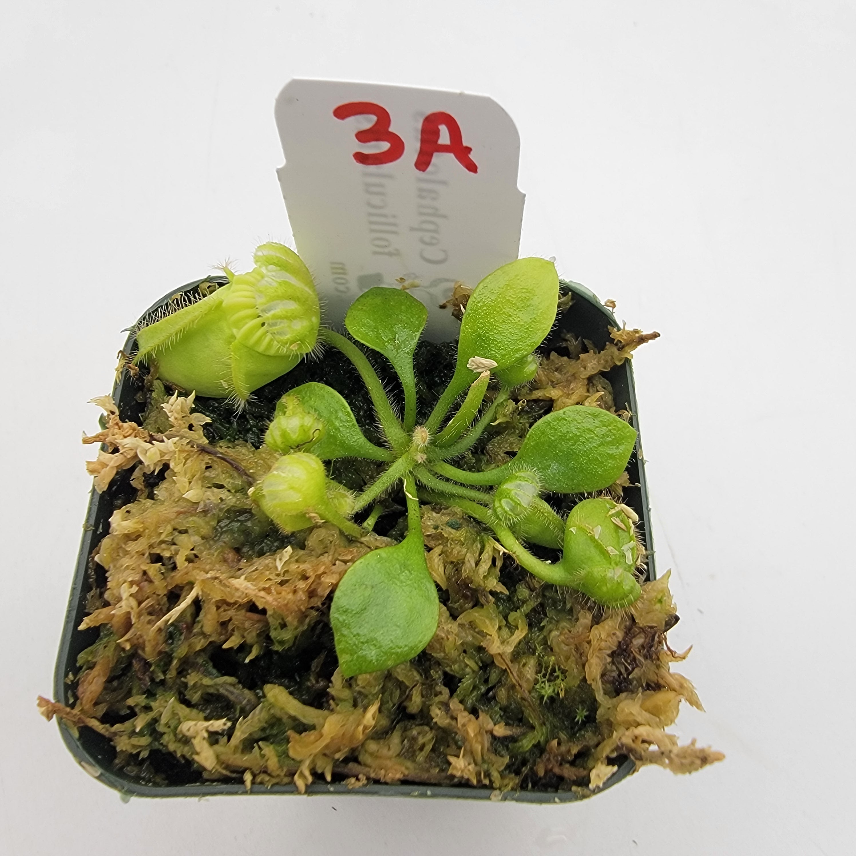 Cephalotus follicularis WCF (1A-16A) - -Rainbow Carnivorous Plants LLC