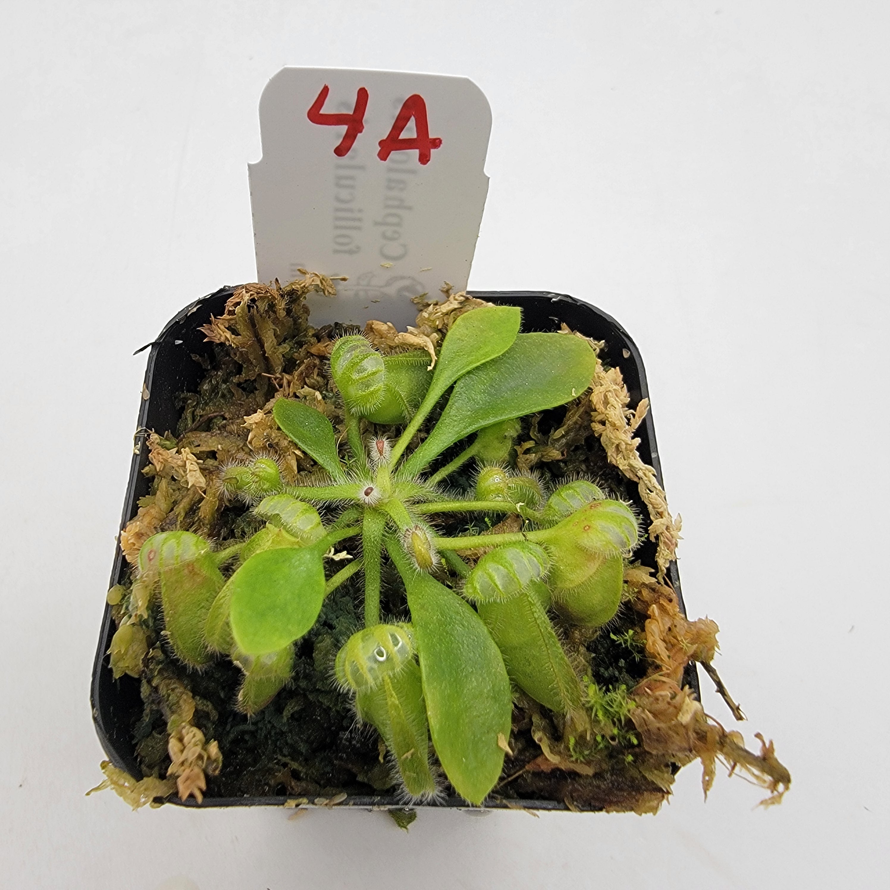 Cephalotus follicularis WCF (1A-16A) - -Rainbow Carnivorous Plants LLC