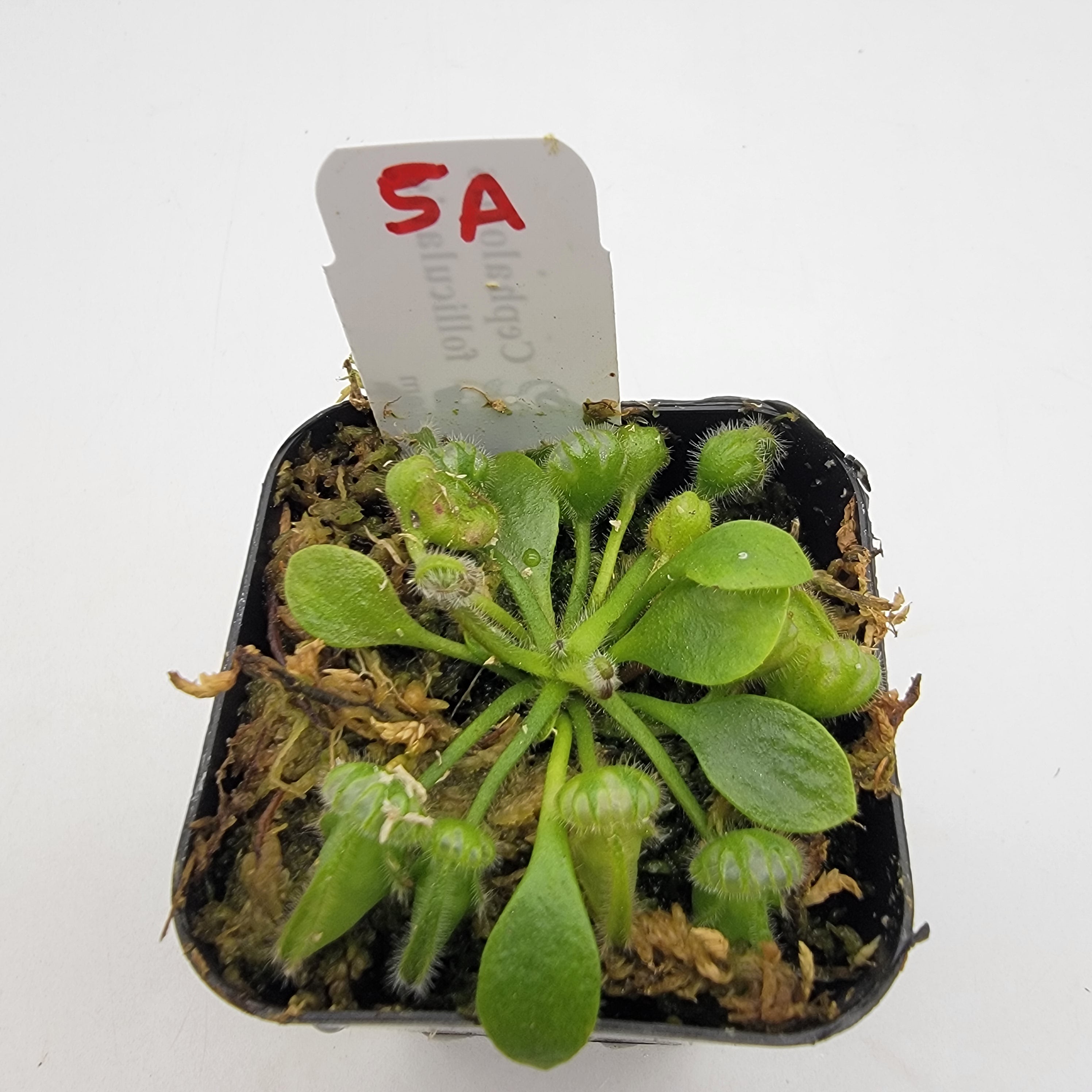 Cephalotus follicularis WCF (1A-16A) - -Rainbow Carnivorous Plants LLC